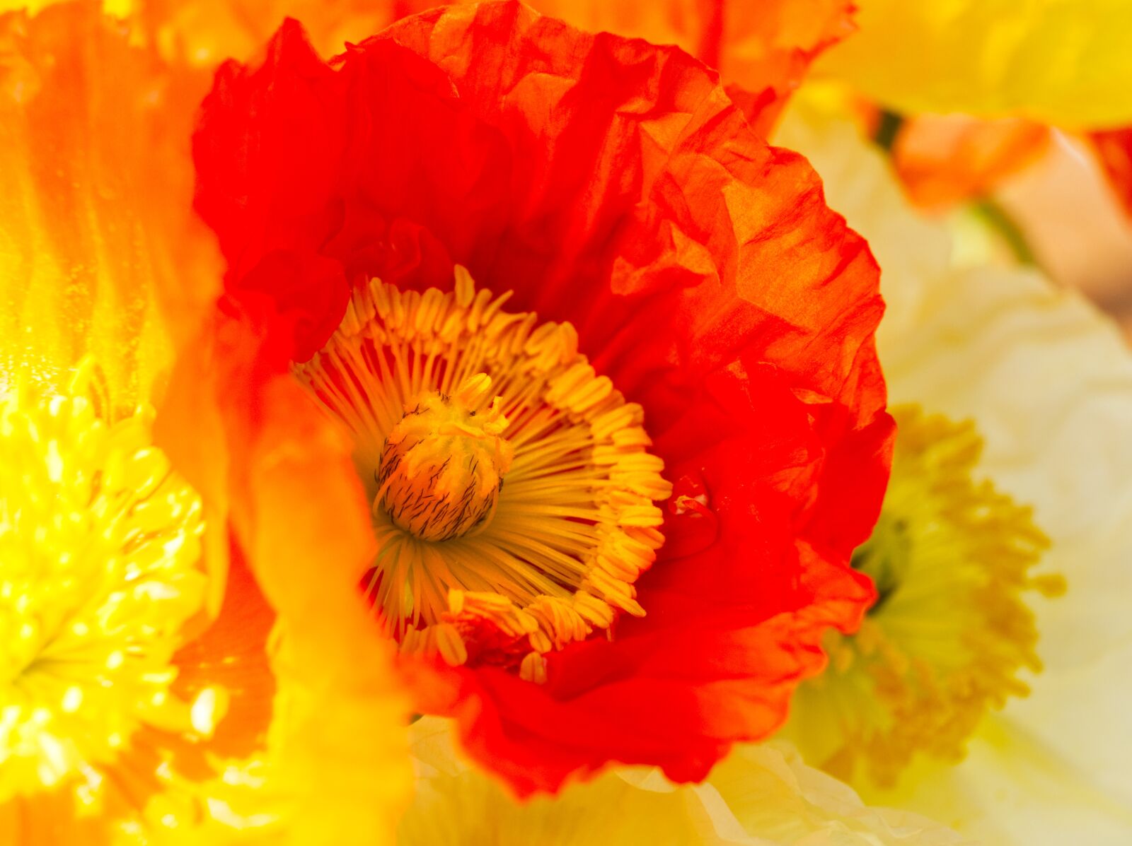 Olympus OM-D E-M5 sample photo. Poppies, flower, bloom photography