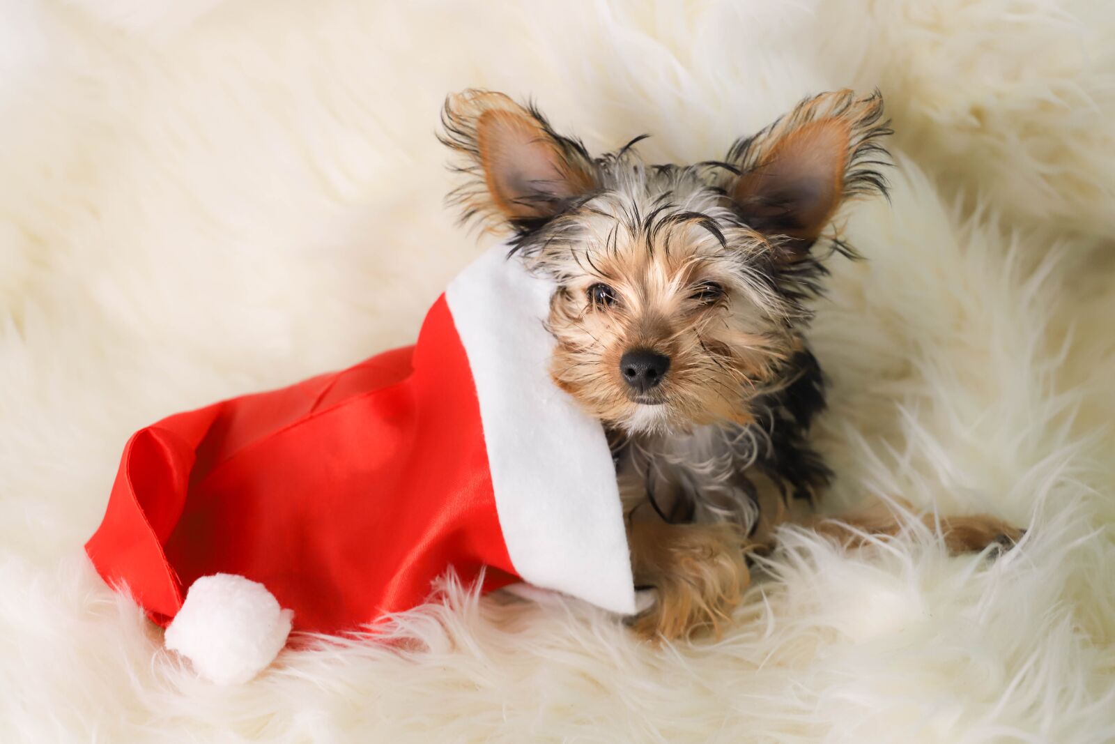 Canon EOS 6D Mark II + Canon EF 24-105mm F3.5-5.6 IS STM sample photo. Christmas, dog, puppie photography