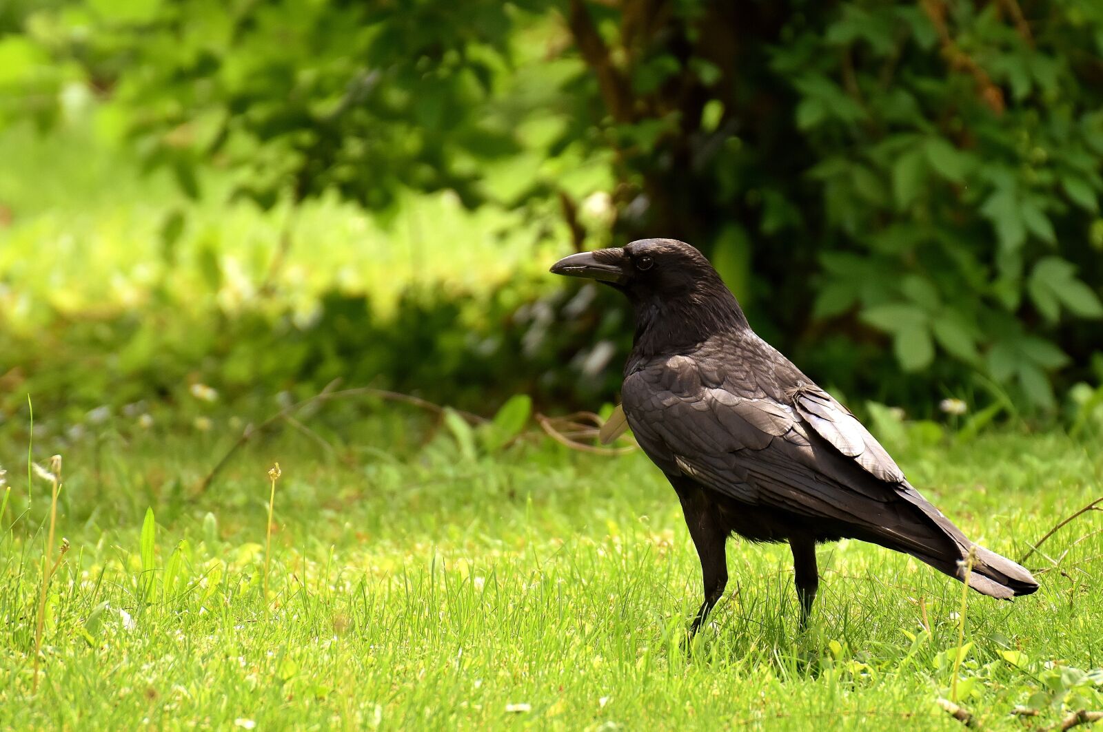 Nikon D7200 sample photo. Common raven, raven bird photography