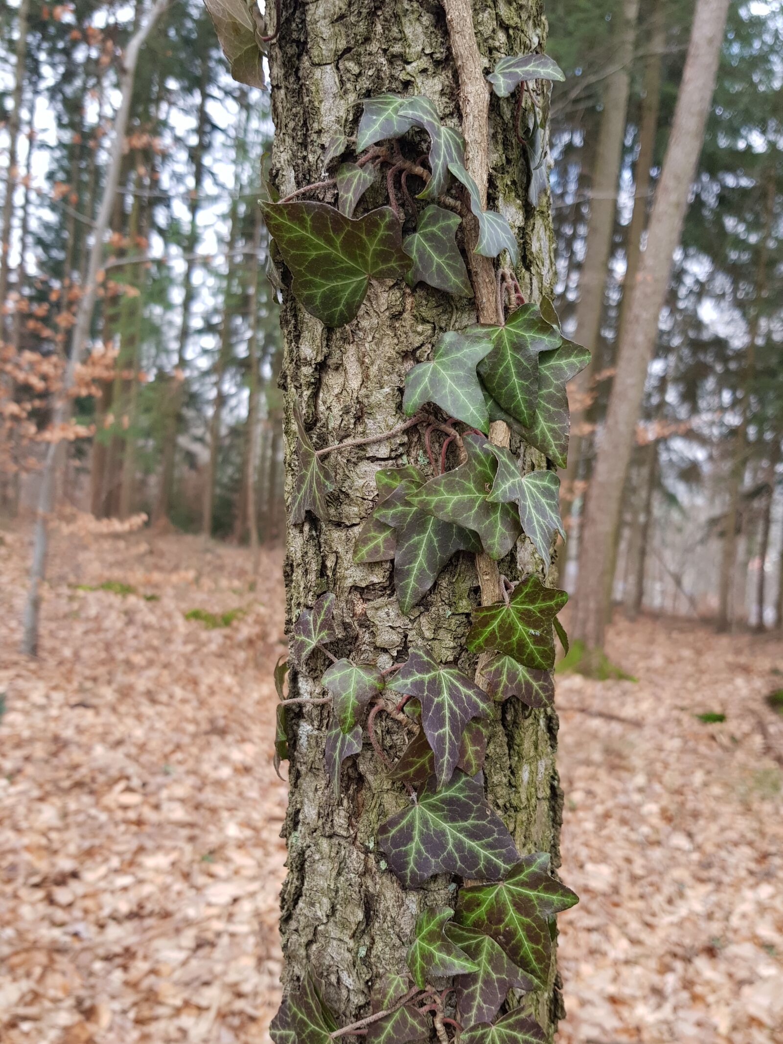 Samsung Galaxy S8+ sample photo. Tree, wood, nature photography
