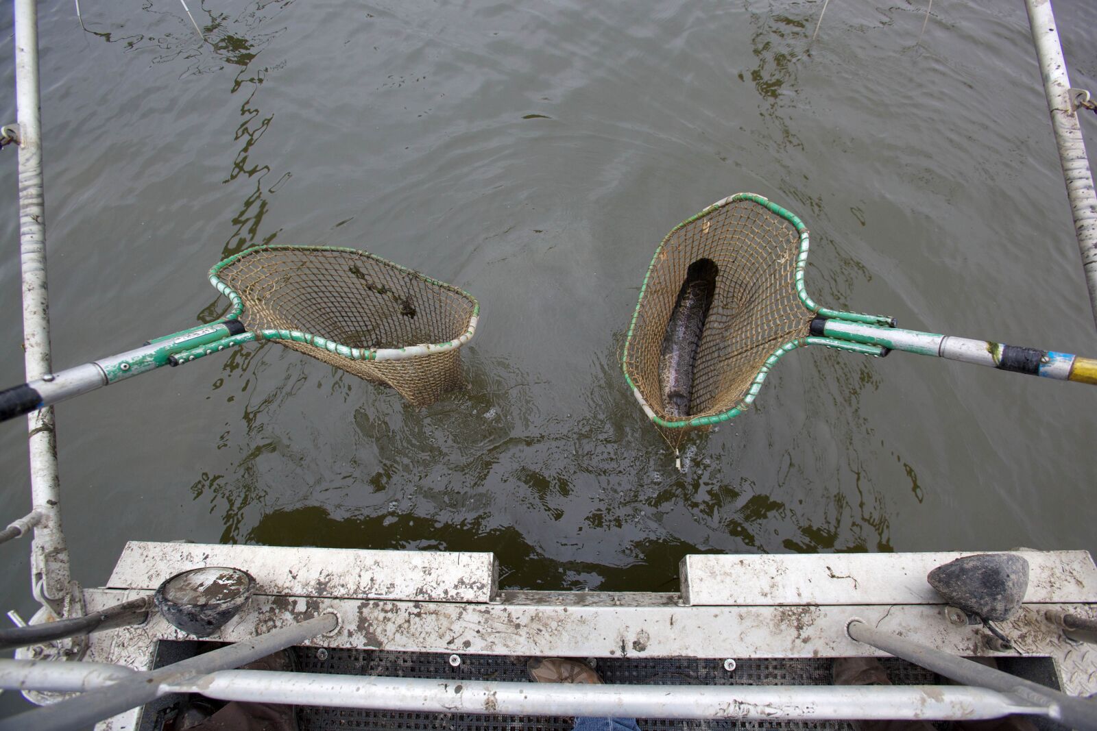 Canon EOS 5D Mark II sample photo. Electrofishing, northern snakehead, fish photography