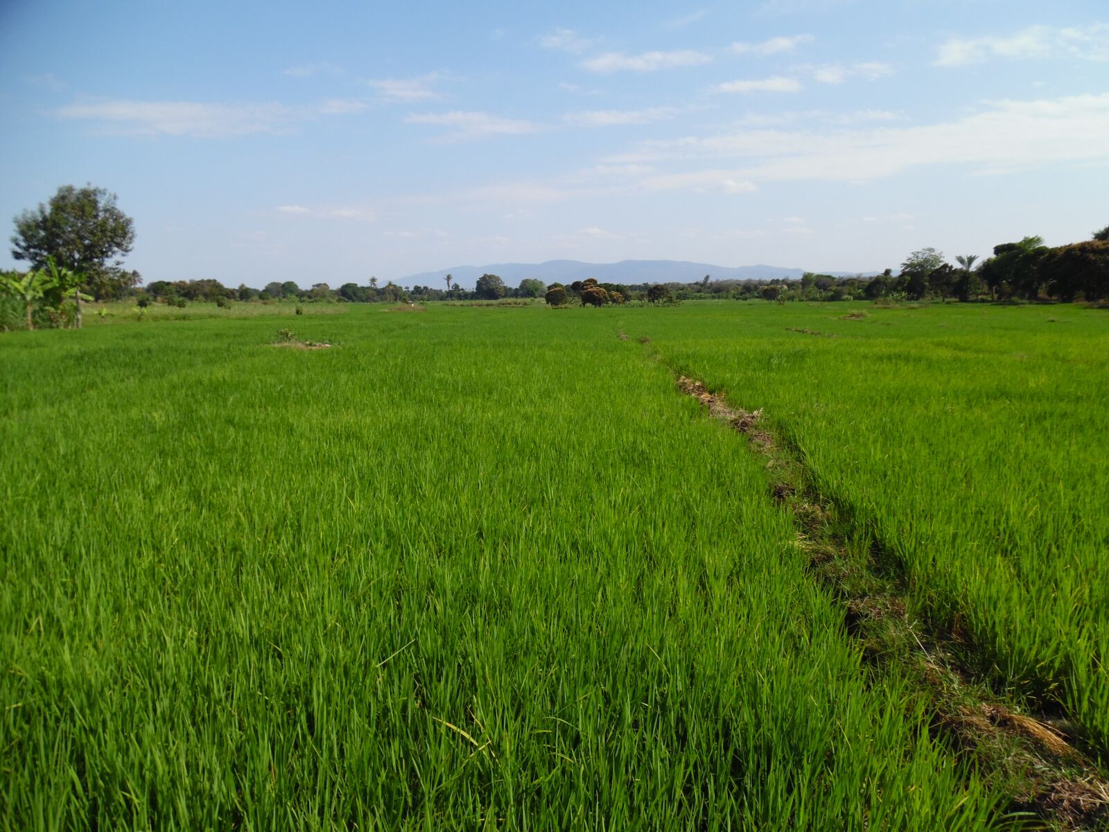 Samsung WB35F/WB36F/WB37F sample photo. Africa, farming, rice farming photography