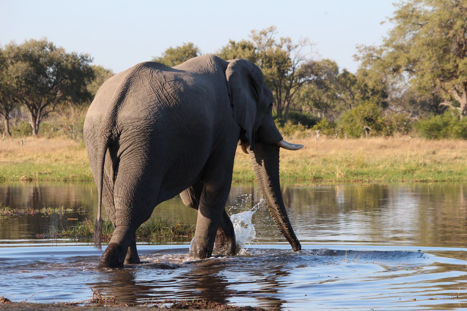 Canon EOS 650D (EOS Rebel T4i / EOS Kiss X6i) sample photo. Elephant, bush, botswana photography