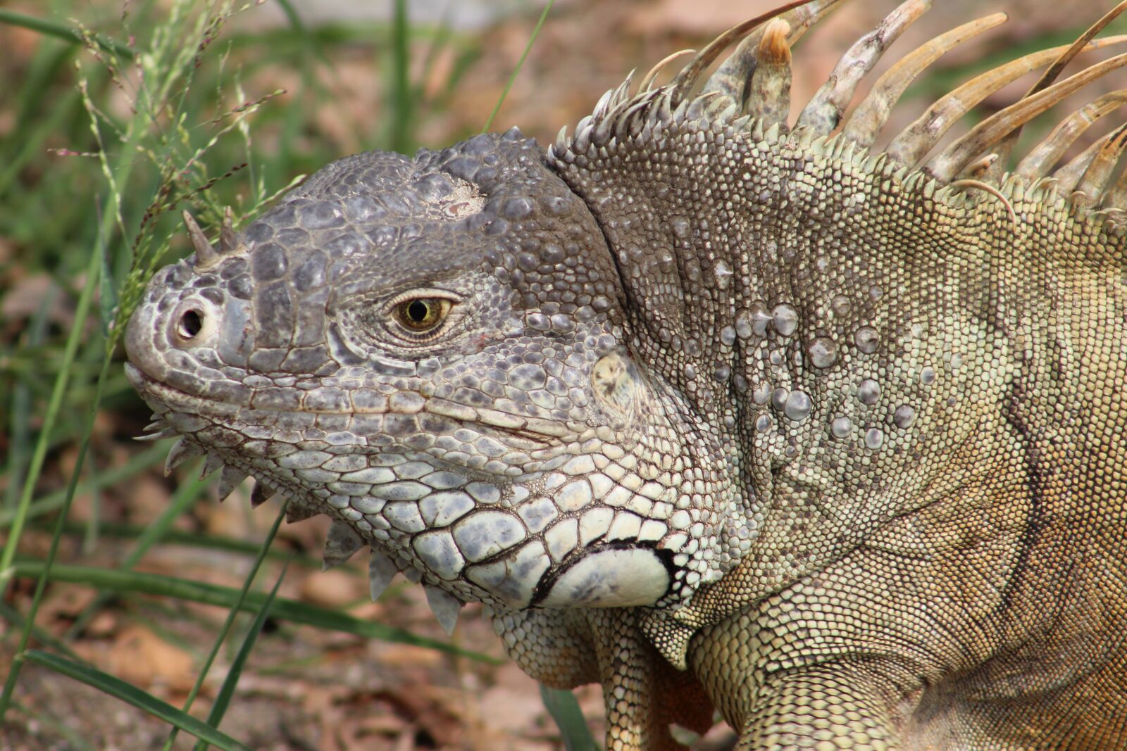 Canon EOS 1300D (EOS Rebel T6 / EOS Kiss X80) sample photo. Reptile, iguana, animal photography