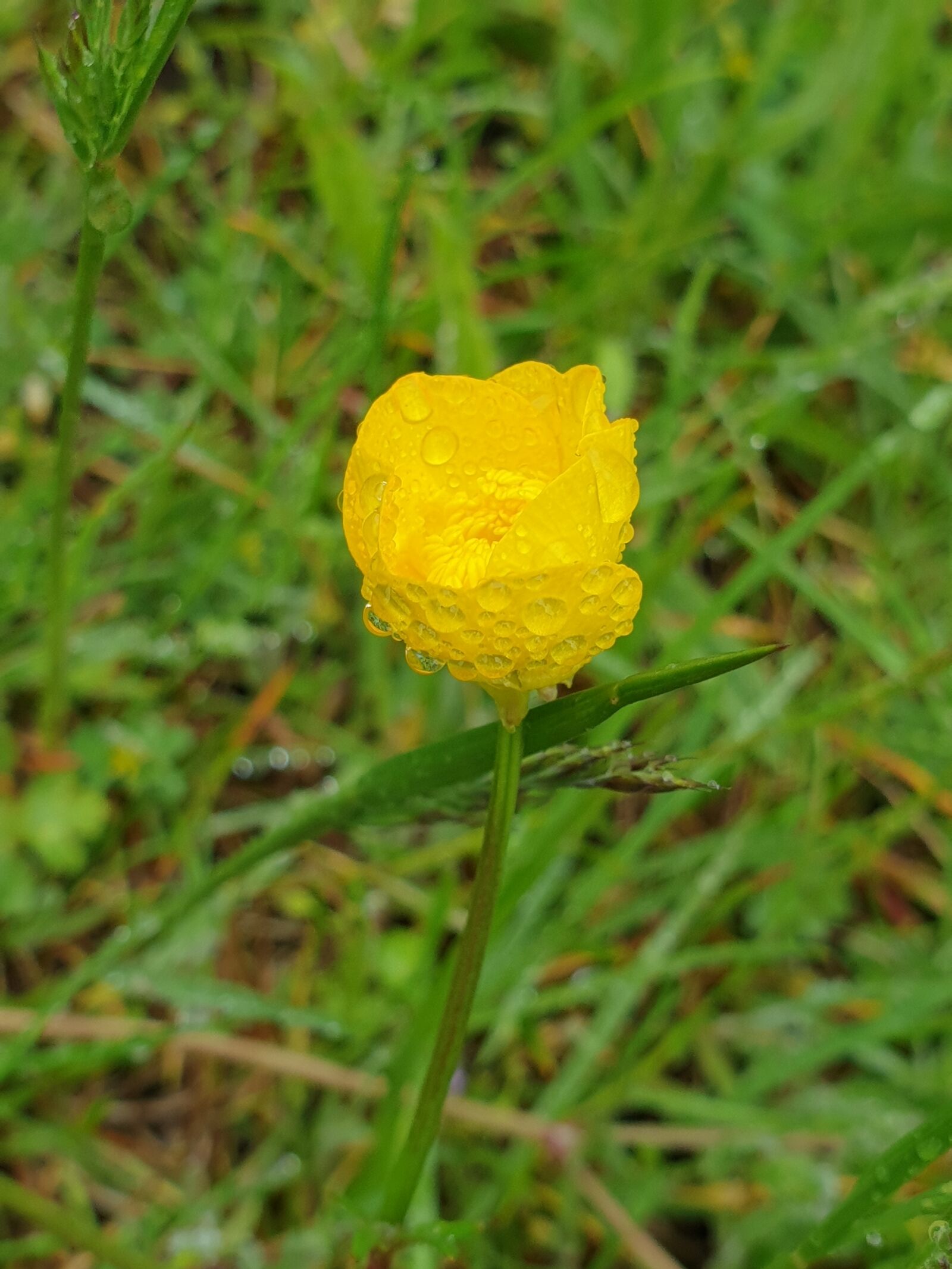 Samsung Galaxy Note9 sample photo. Yellow, flower, drops photography