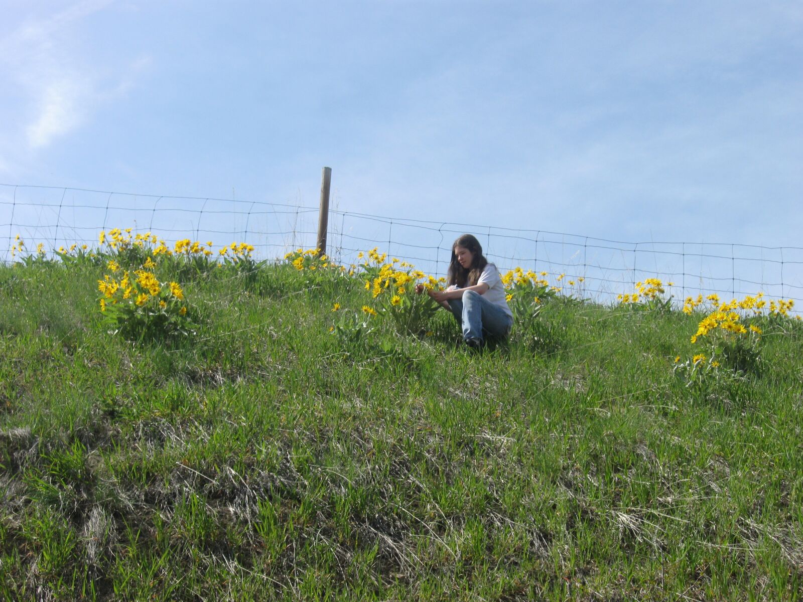 Canon PowerShot A590 IS sample photo. Field, flowers, girl photography