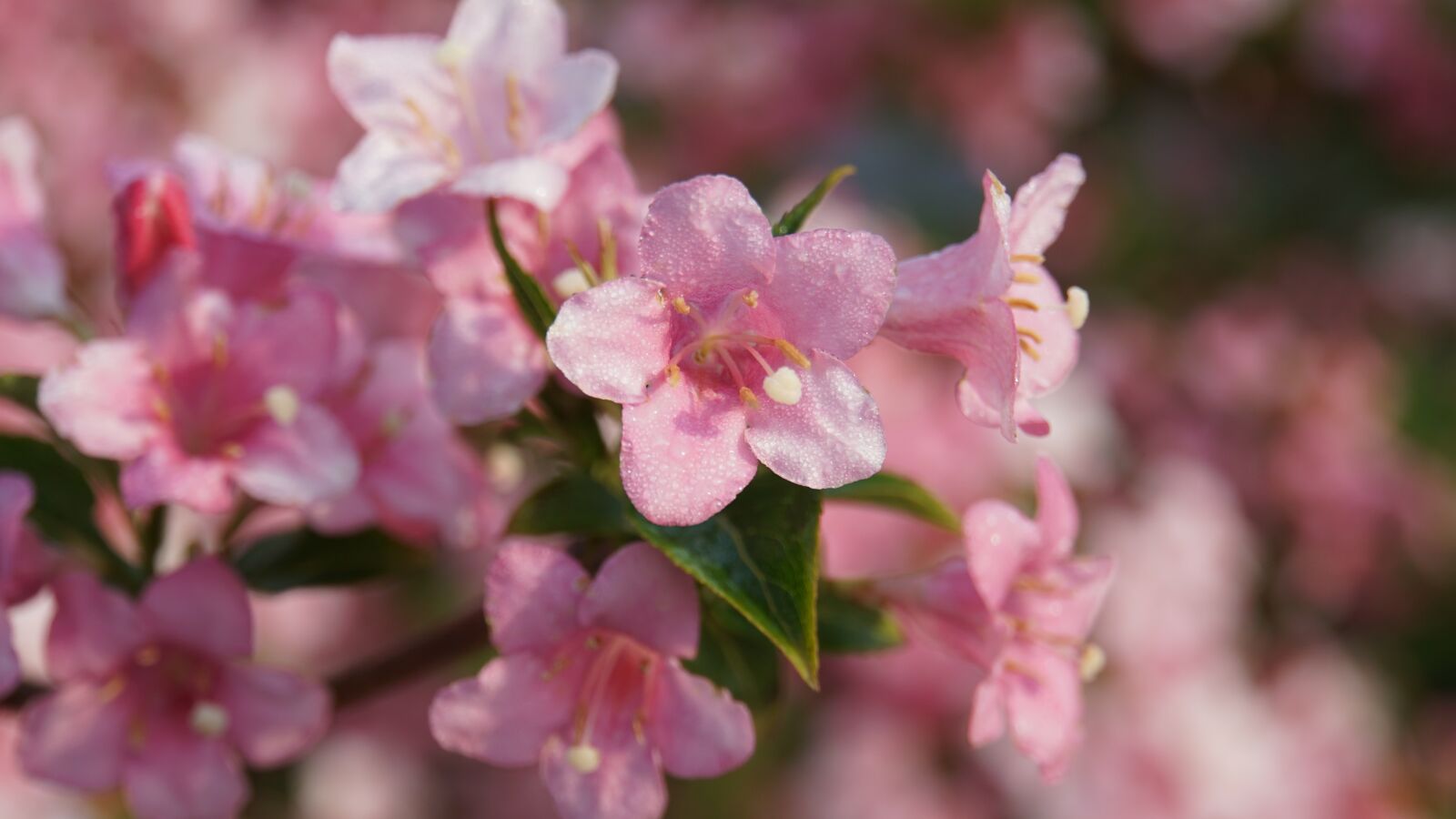 Sony E 18-200mm F3.5-6.3 OSS LE sample photo. Weigela, flowers, pink photography