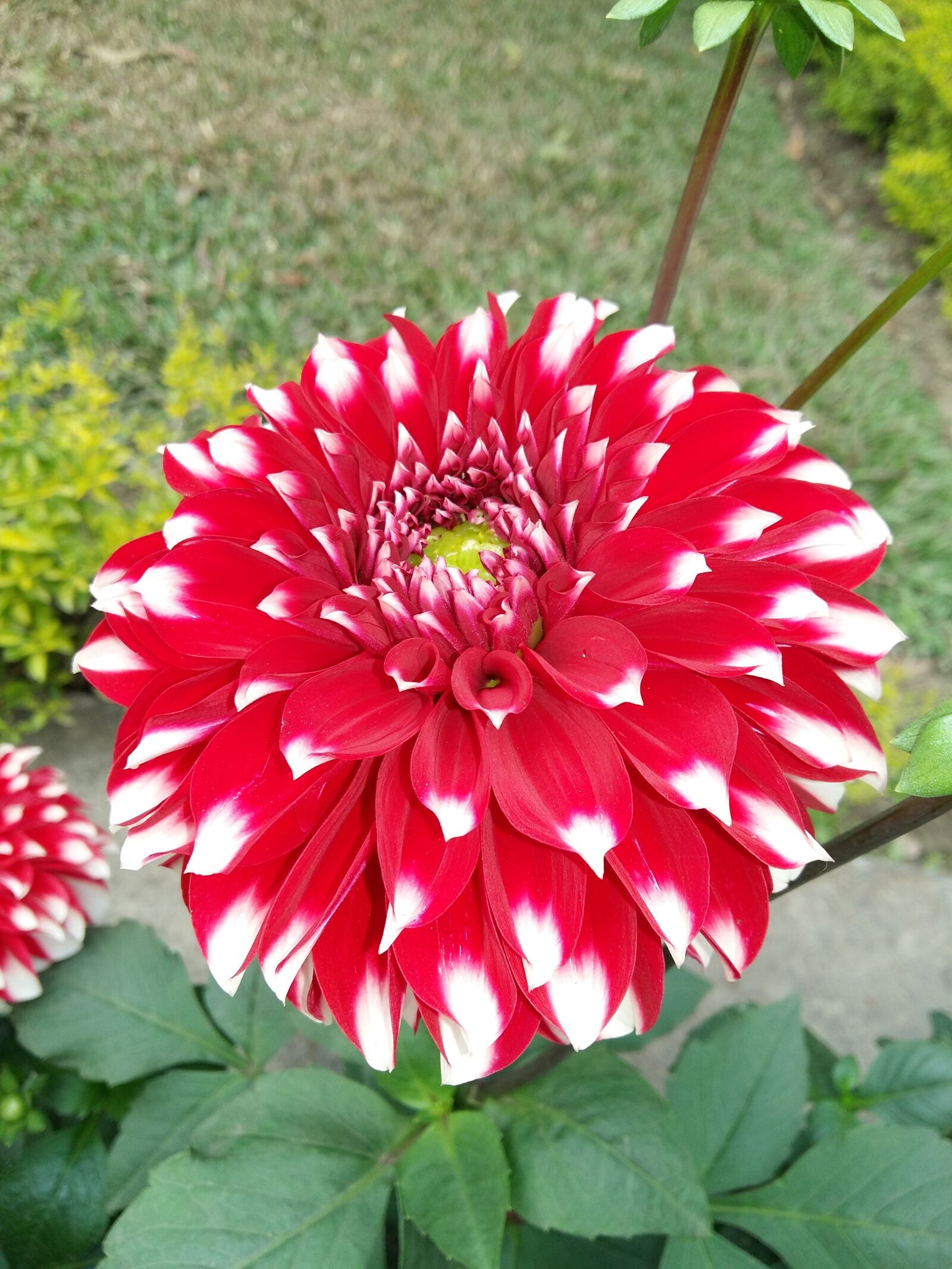 Samsung Galaxy A7 sample photo. Flower, nature, beautiful photography