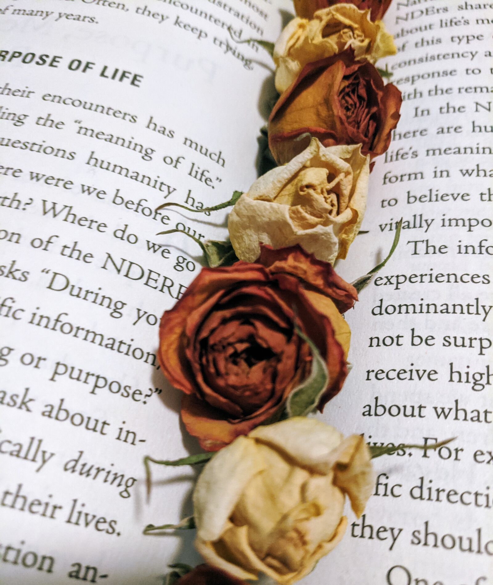 Google Pixel sample photo. Book, roses, dried roses photography