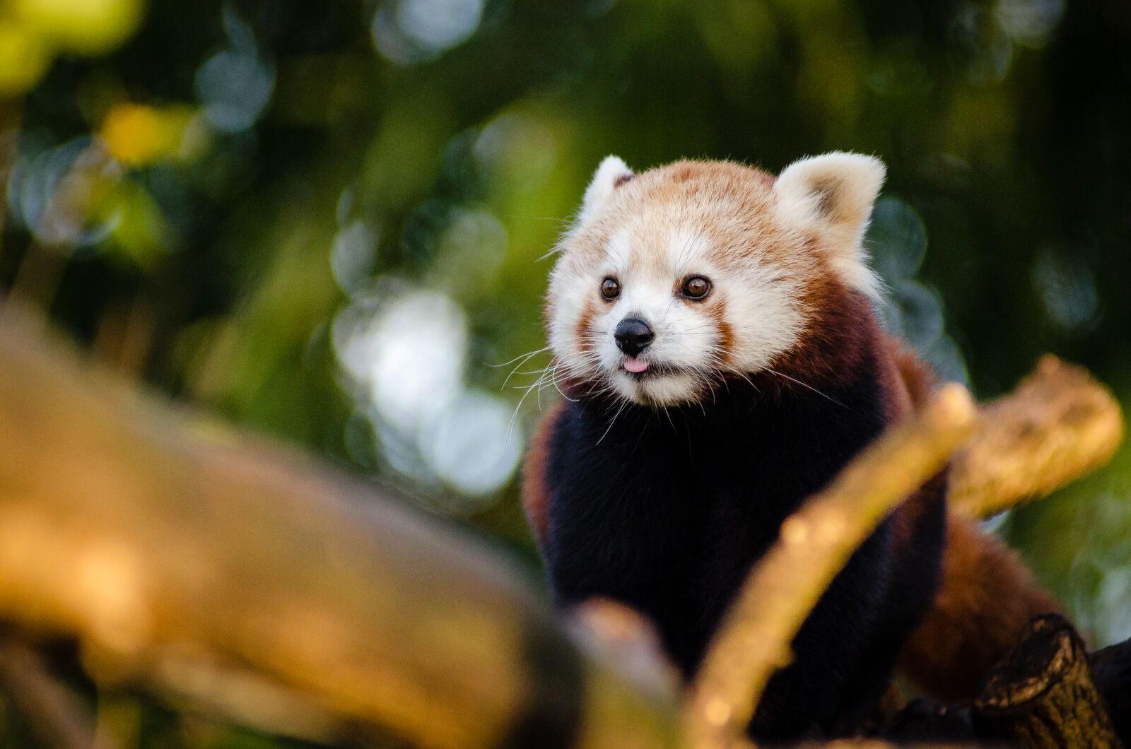 AF Zoom-Nikkor 80-200mm f/2.8 ED sample photo