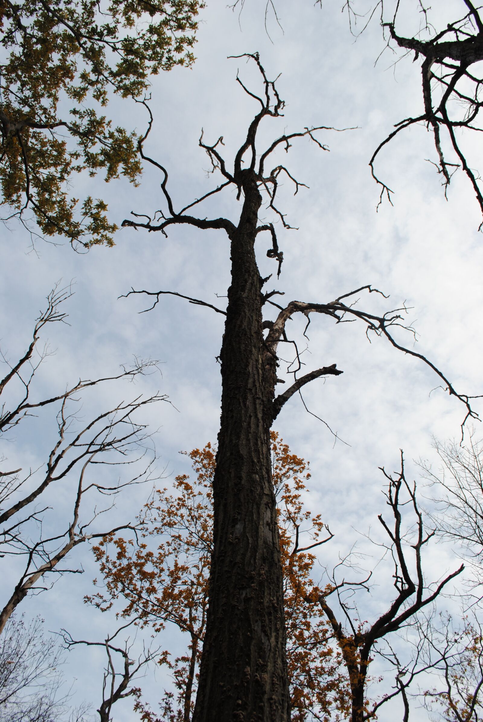 Nikon D3000 sample photo. Tree, forest, nature photography