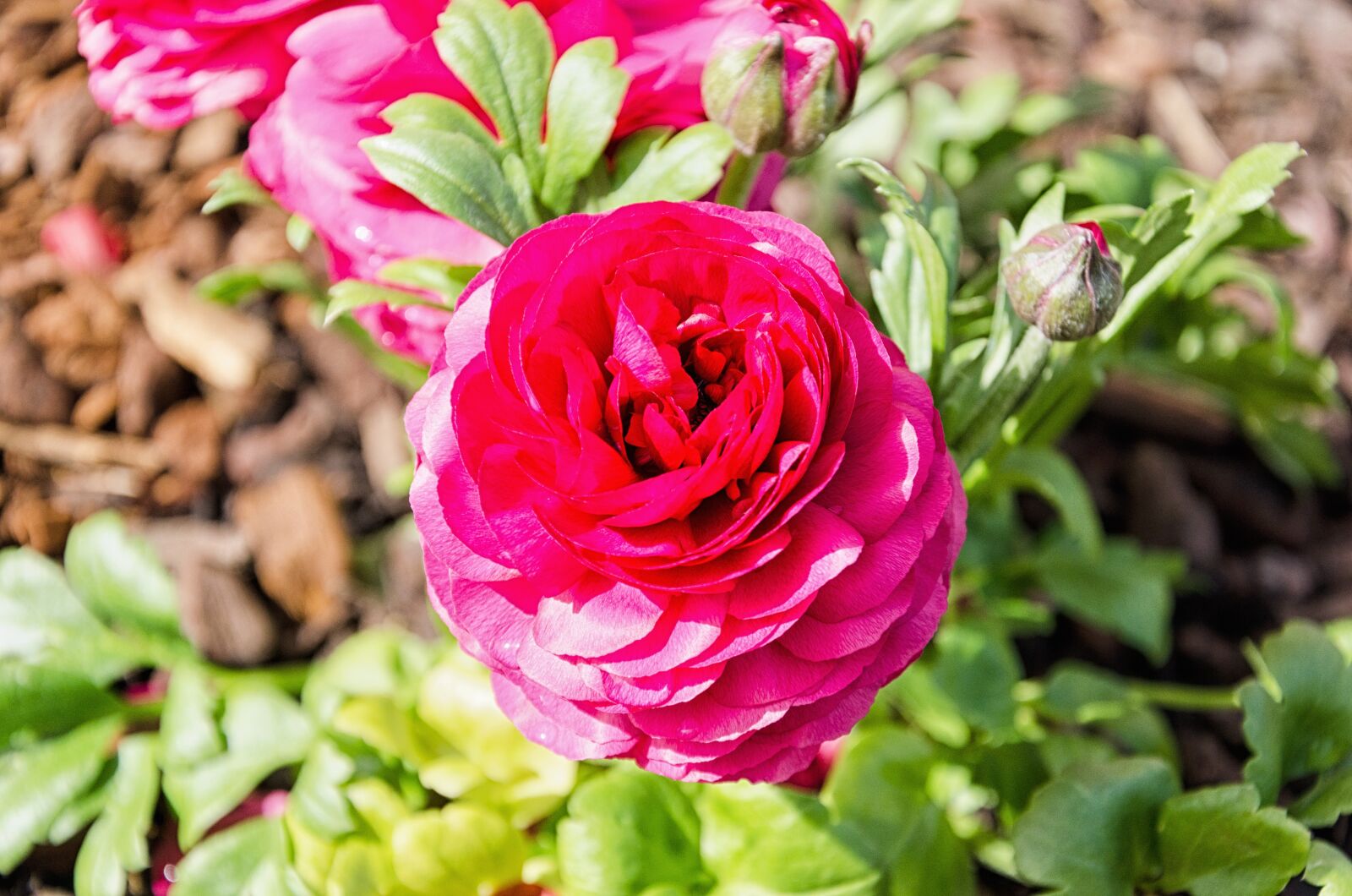 Nikon D5100 sample photo. Nature, flower, plant photography