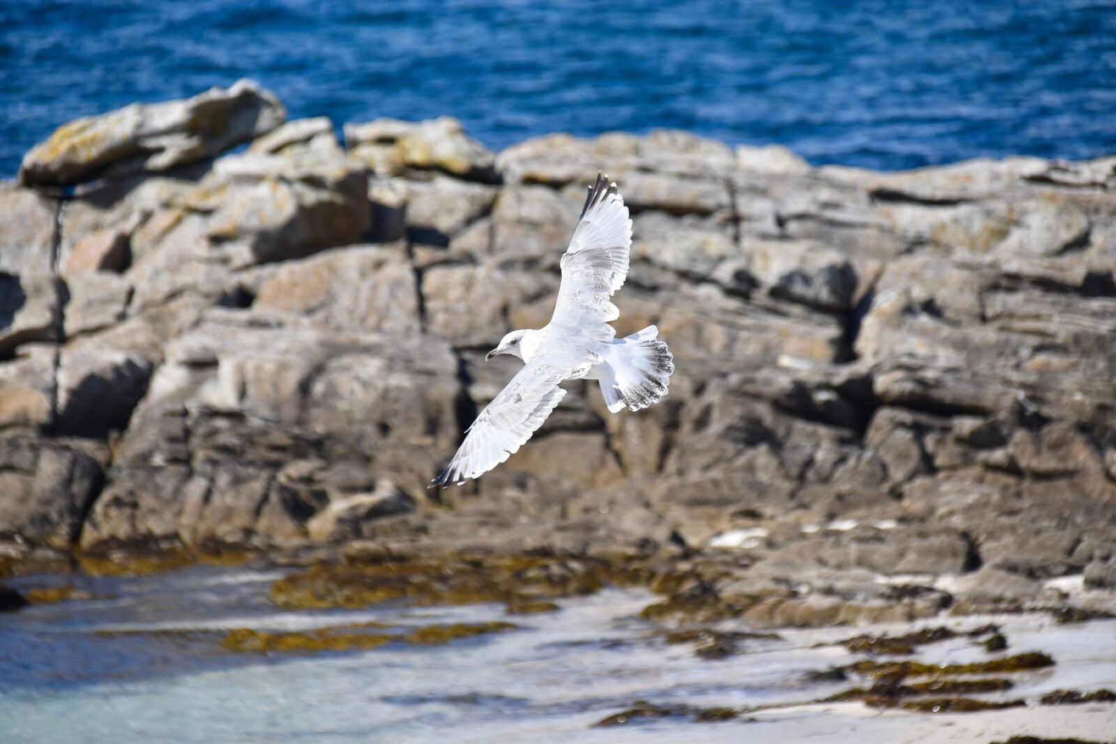 Nikon D5600 sample photo. Gull, a species of photography