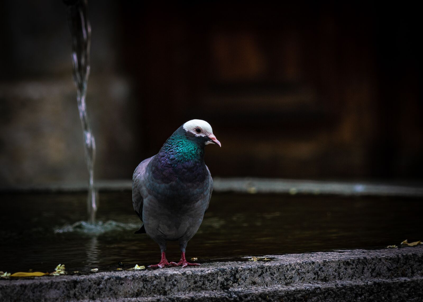Sony a7R II + Sony FE 24-240mm F3.5-6.3 OSS sample photo. Dove, fountain, bird photography