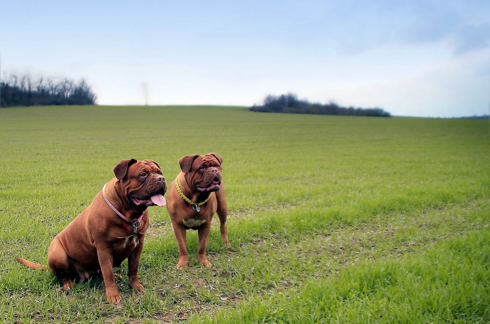 Canon EOS 600D (Rebel EOS T3i / EOS Kiss X5) sample photo. Bordeaux, mastiff, dog photography
