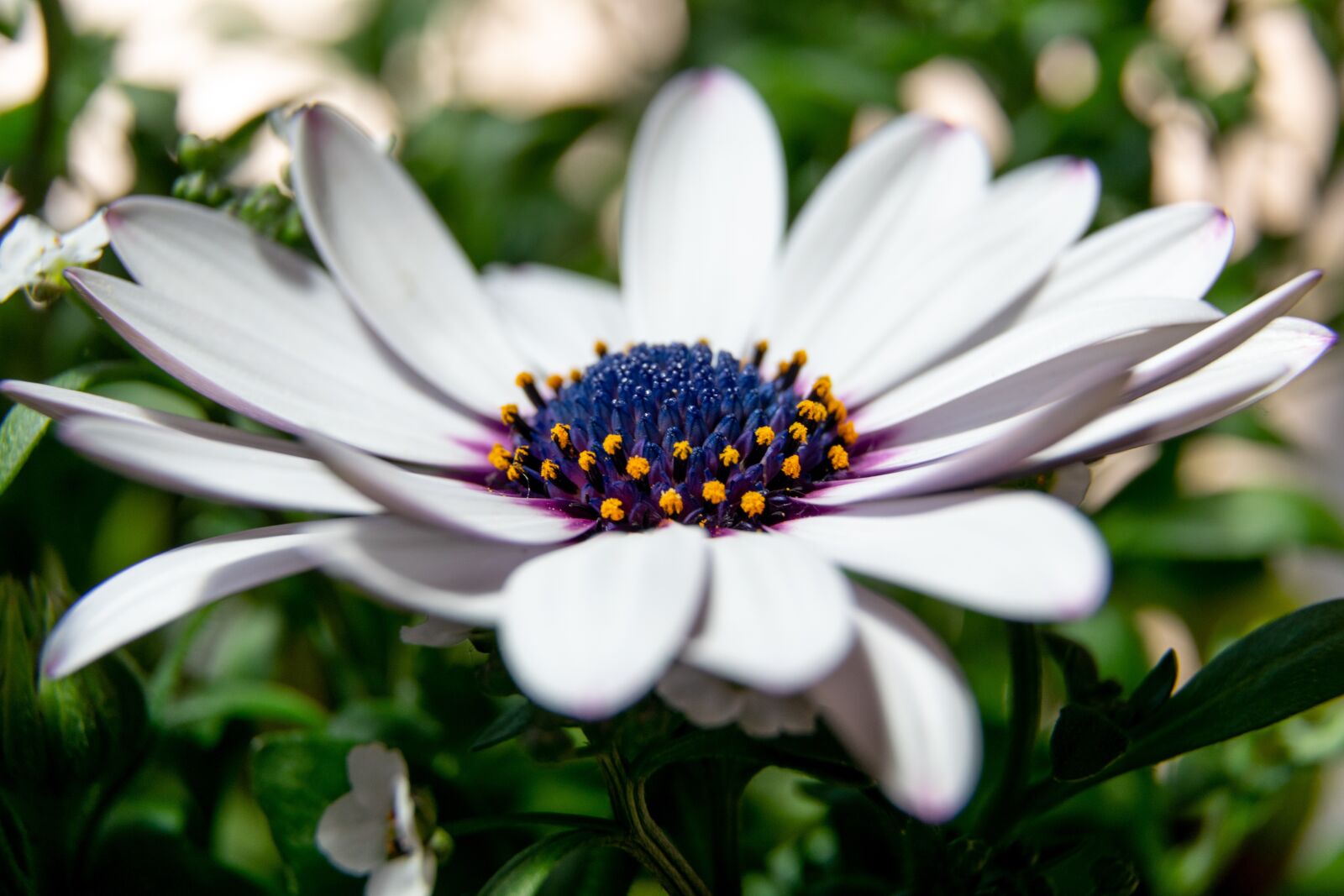 Nikon D3300 sample photo. Flower, garden, spring photography
