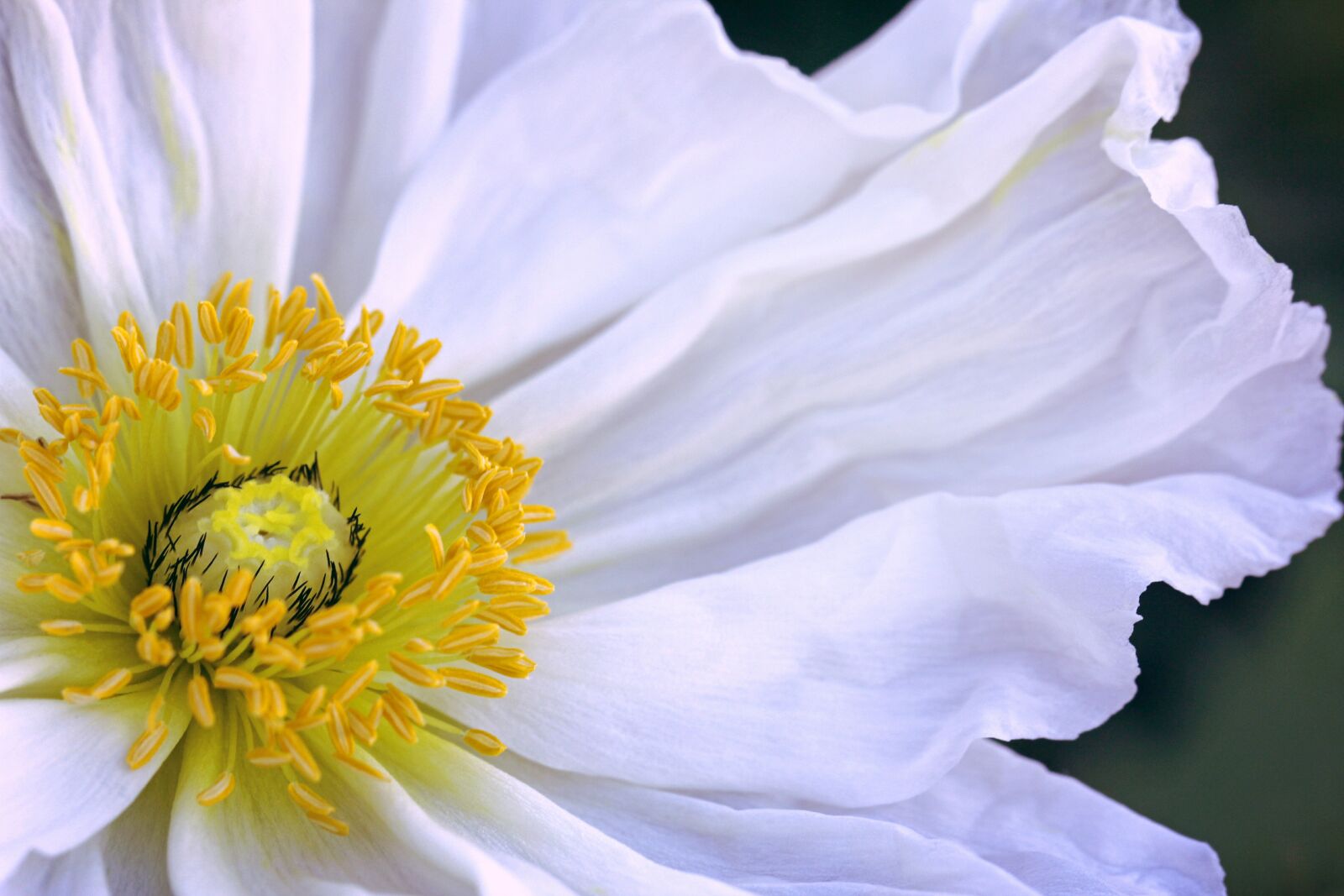 Canon EOS 60D sample photo. Icelandic poppy, white, flower photography