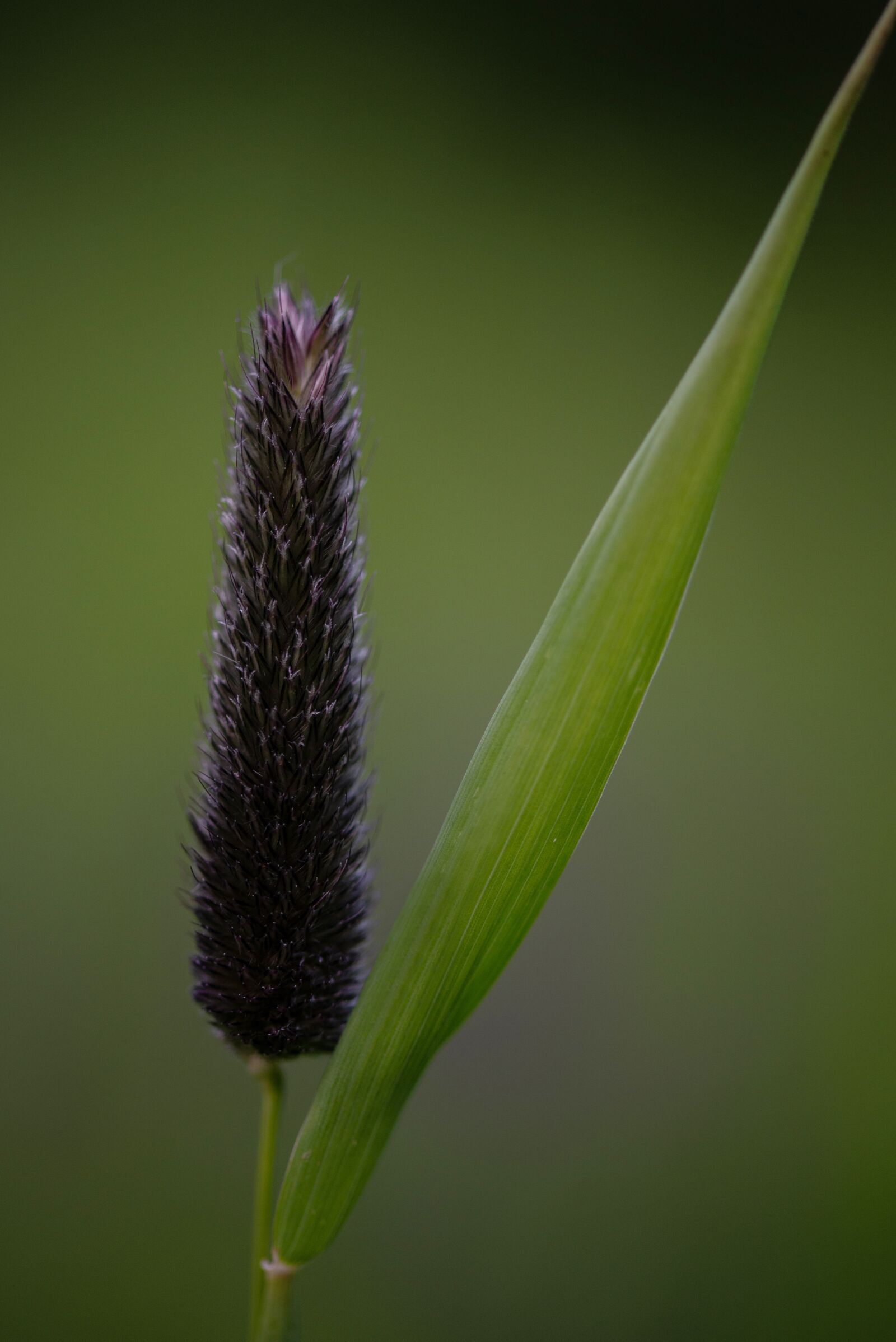 Nikon D610 sample photo. Flora, flower, flowers photography
