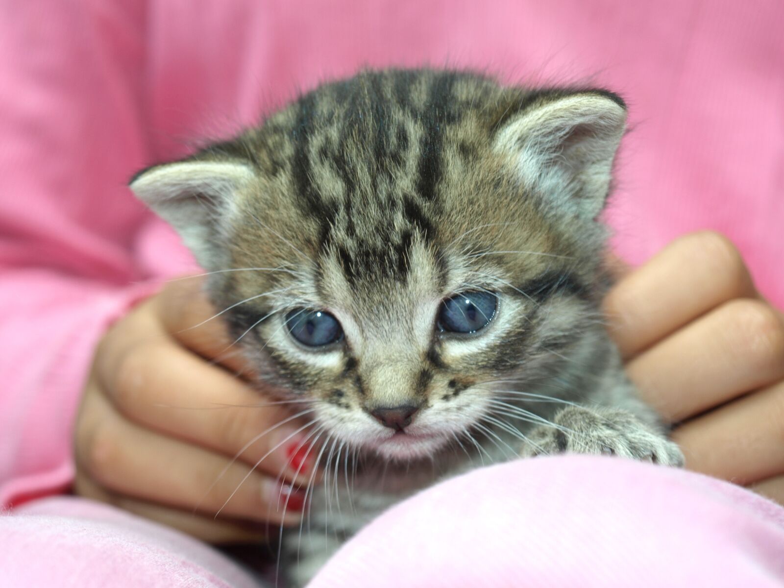 Olympus E-510 (EVOLT E-510) sample photo. Puppy, kitten, look photography