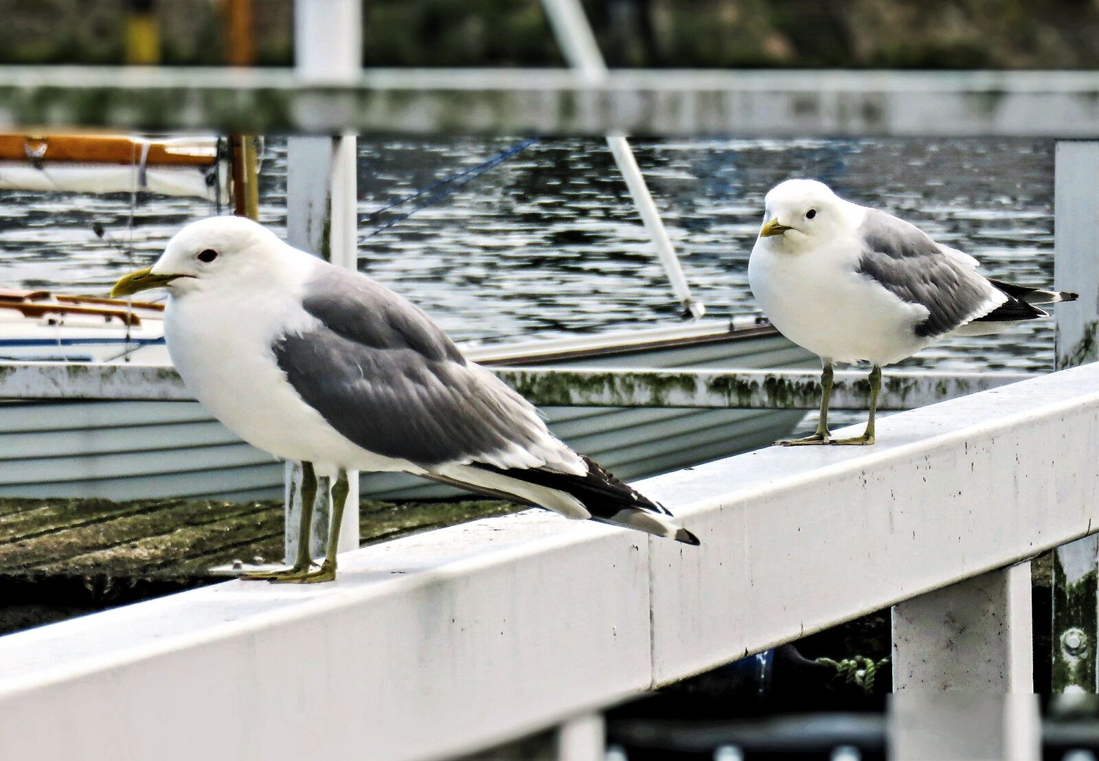 Canon PowerShot SX710 HS sample photo. Gulls, birds, animals photography