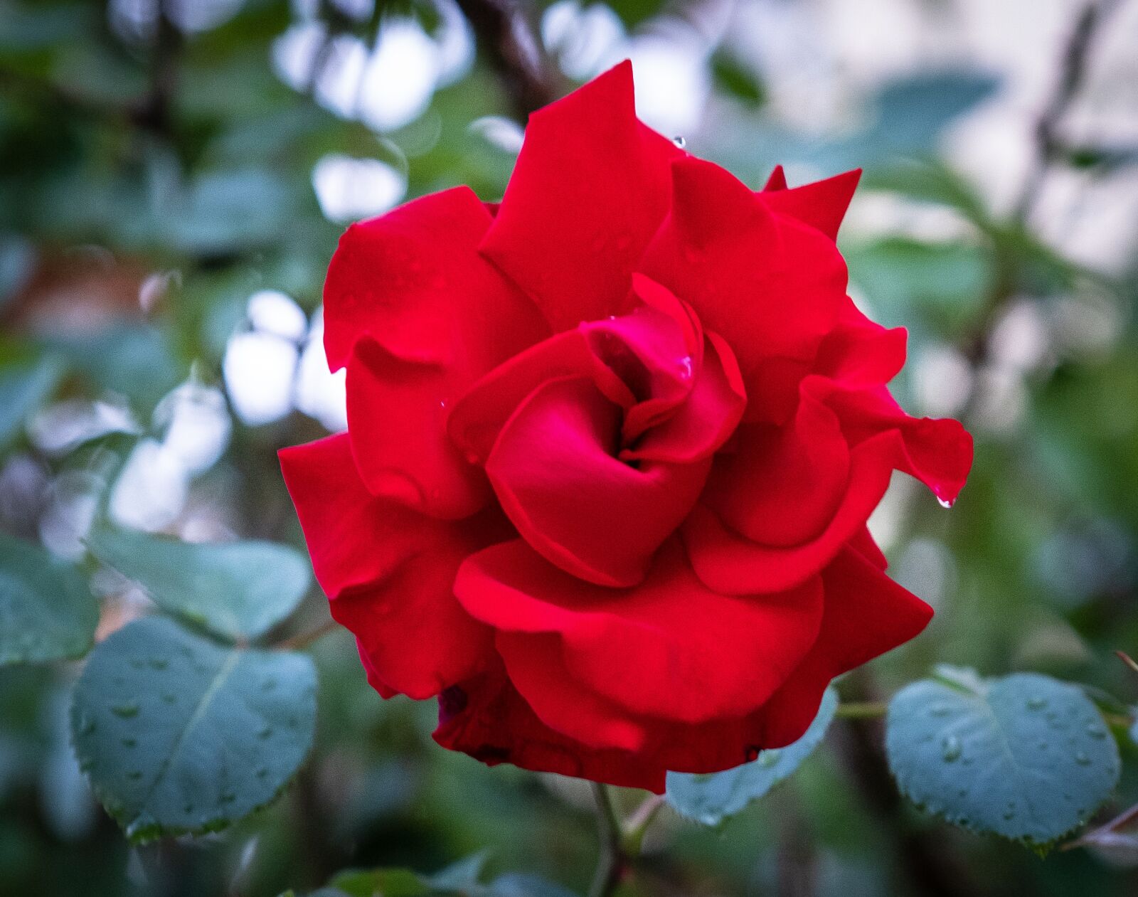 Fujifilm XF 16-55mm F2.8 R LM WR sample photo. Rose, red, bush photography
