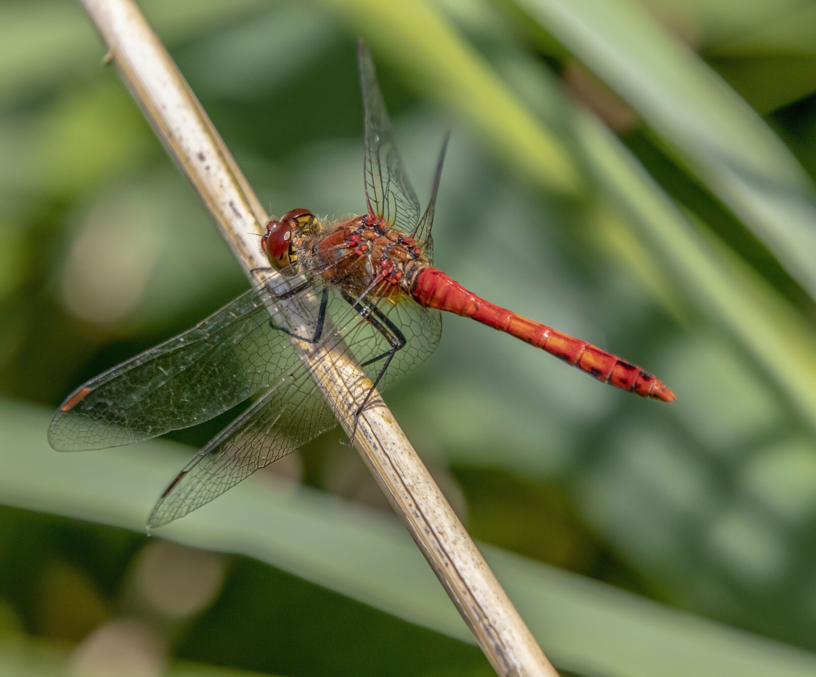 Sigma 100-400mm F5-6.3 DG OS HSM sample photo. Dragonfly, red, wings photography