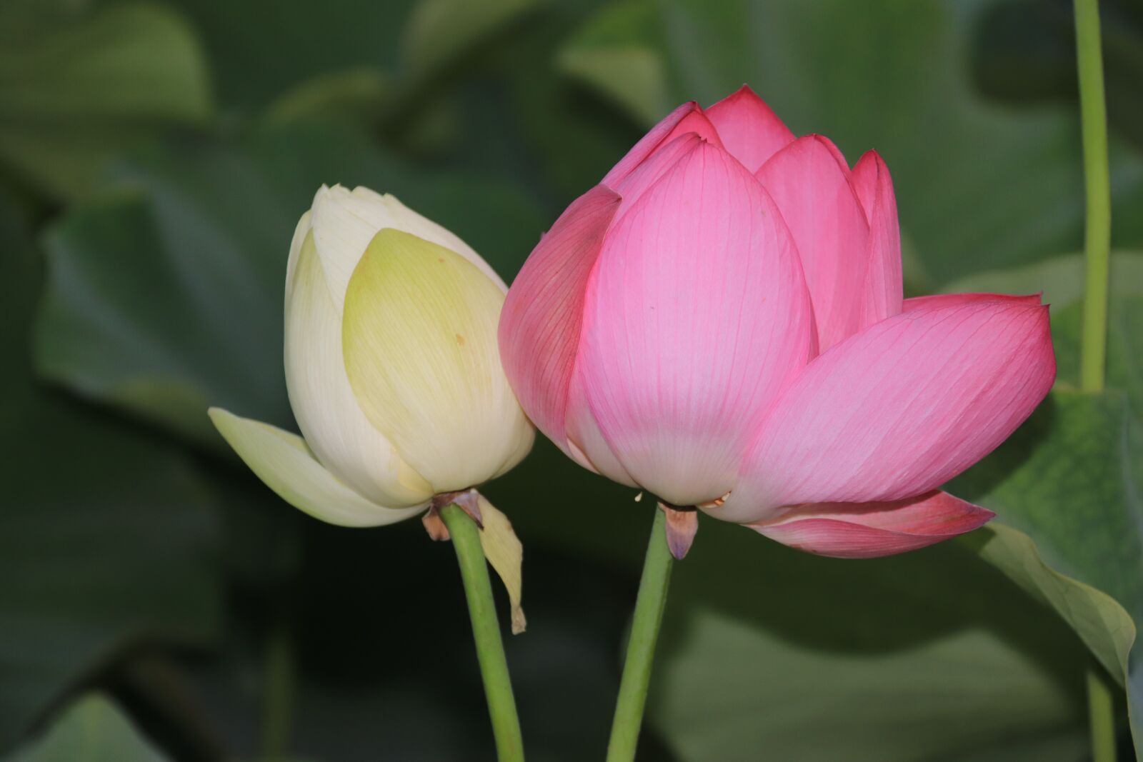 Canon EOS 800D (EOS Rebel T7i / EOS Kiss X9i) sample photo. Lotus, flowers, nature photography