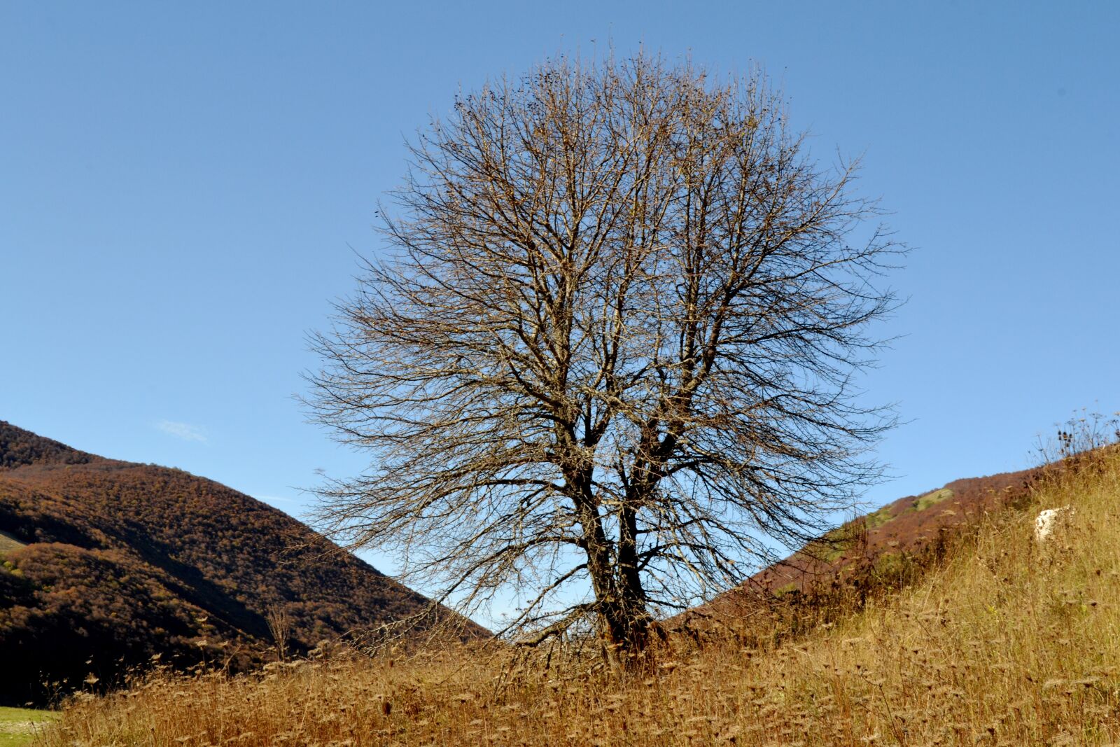 Nikon D3100 sample photo. Autumn, mountain, tree photography