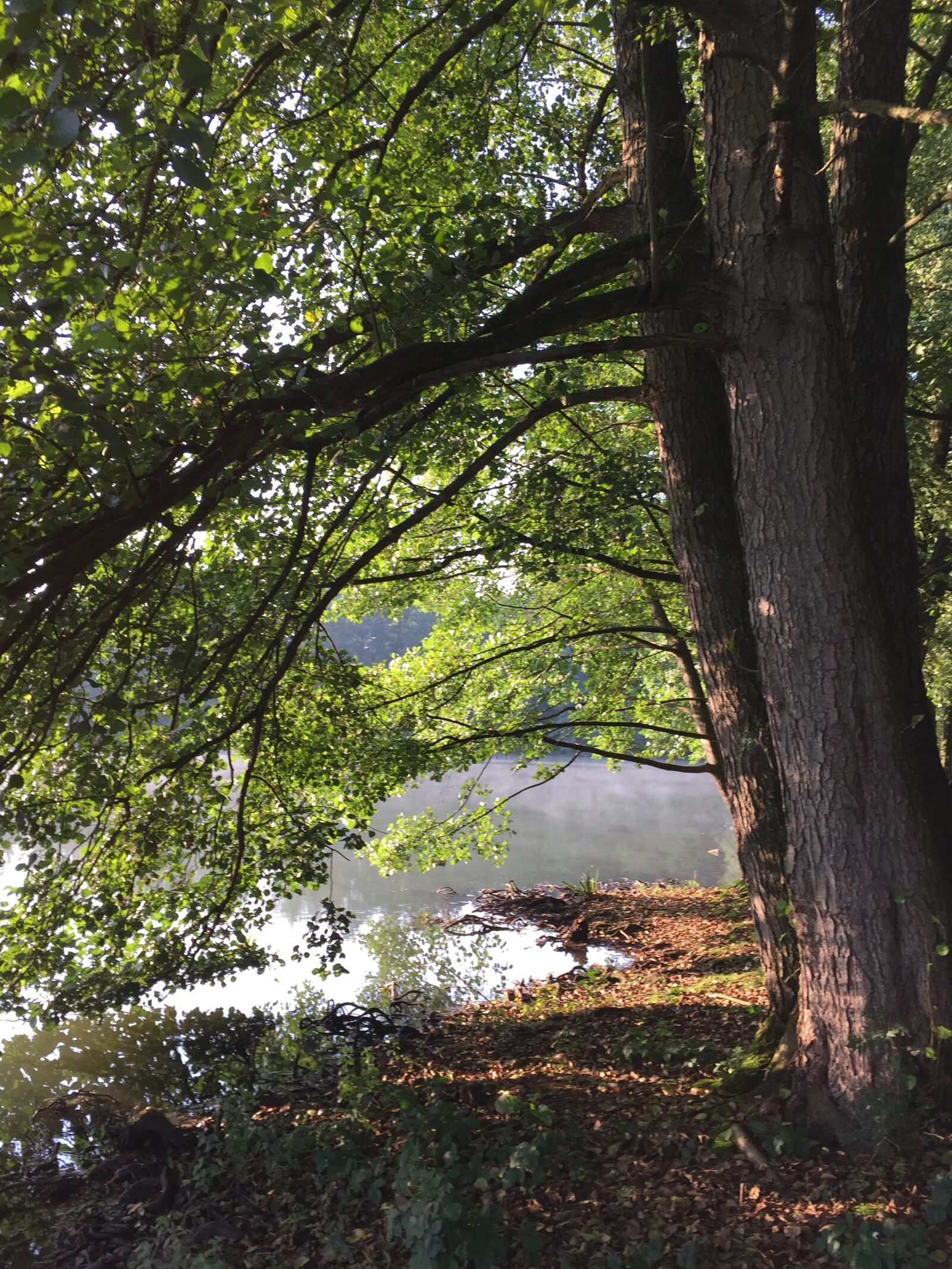 iPhone 6 back camera 4.15mm f/2.2 sample photo. Lake, trees, water photography