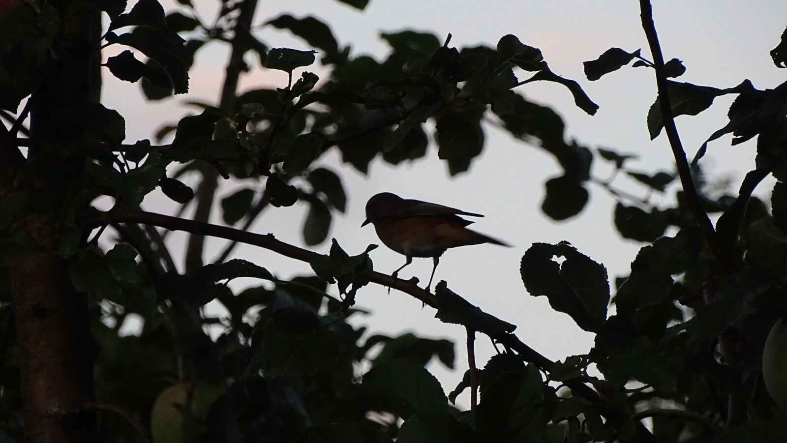 Sony DSC-HX400 sample photo. Silhouette, bird, nature photography