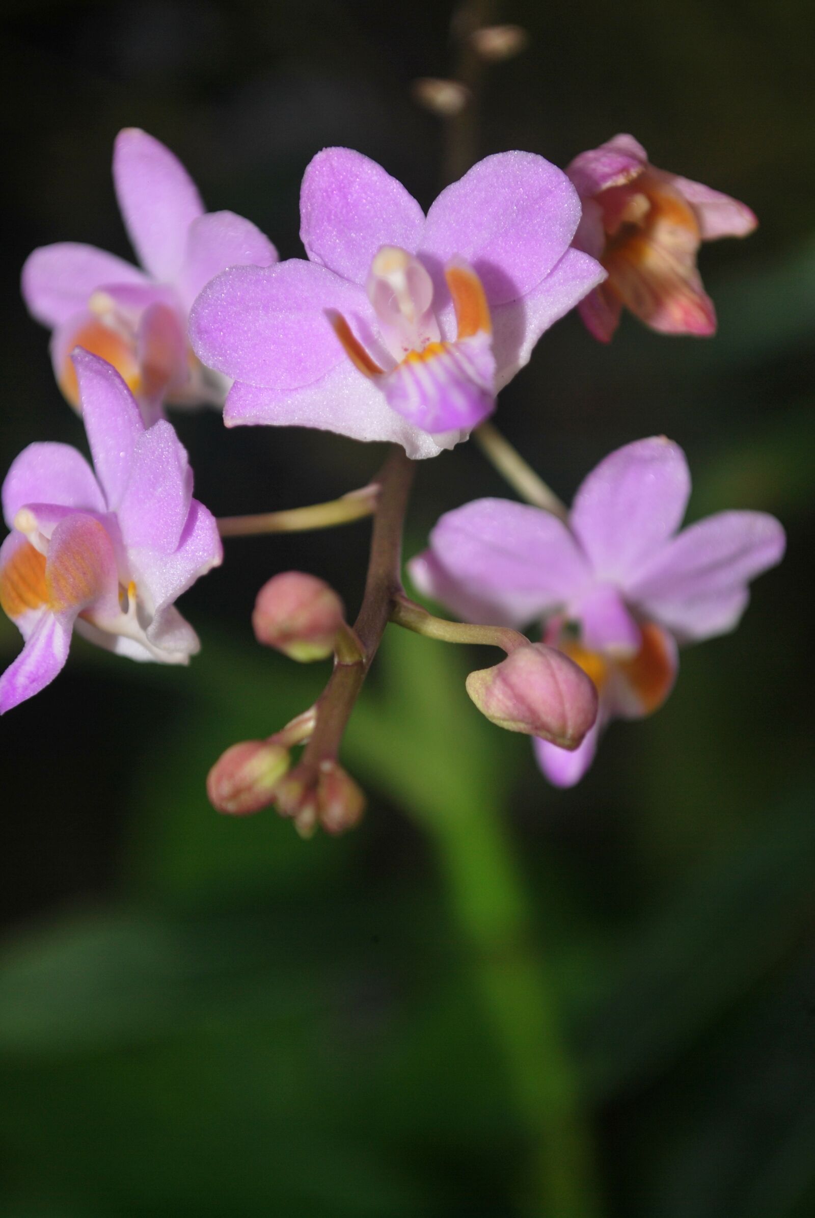 Nikon D60 sample photo. Flower, orchids, rolling photography