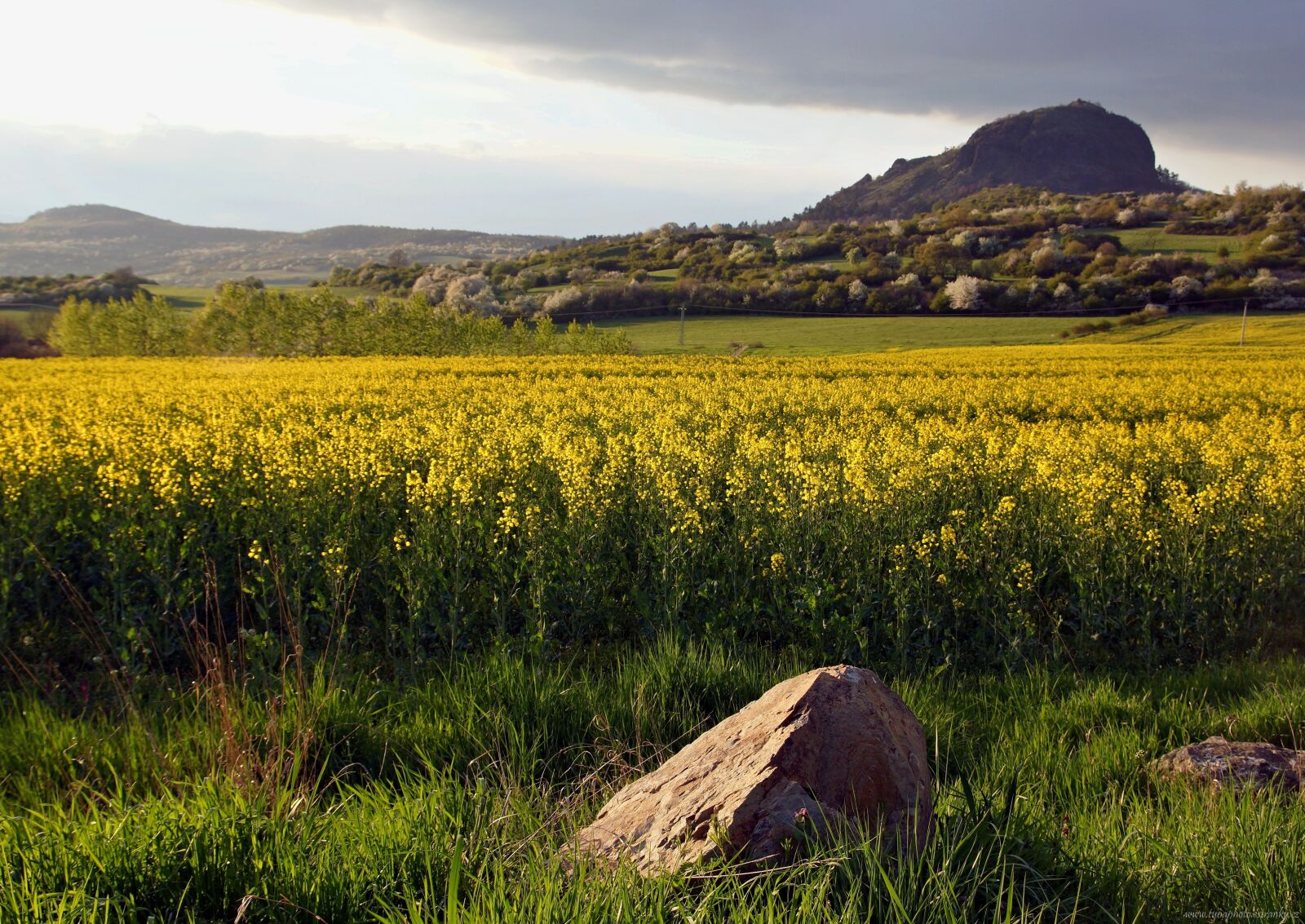 Sony SLT-A65 (SLT-A65V) sample photo. Landscape, spring, rape photography