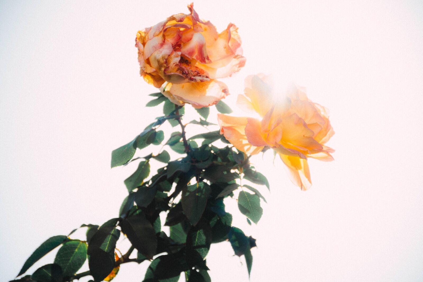 Nikon D7200 sample photo. Plant, shrub, flower photography