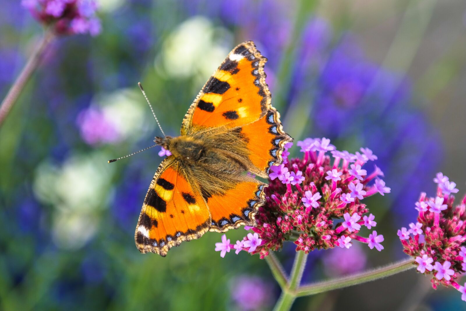 Samsung NX300 sample photo. Butterfly, insect, animal photography