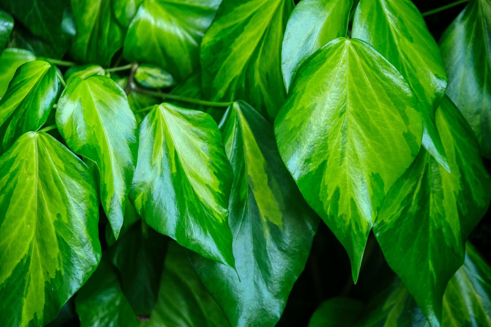 Panasonic Lumix DMC-GX8 sample photo. Ivy, plant, leaf photography