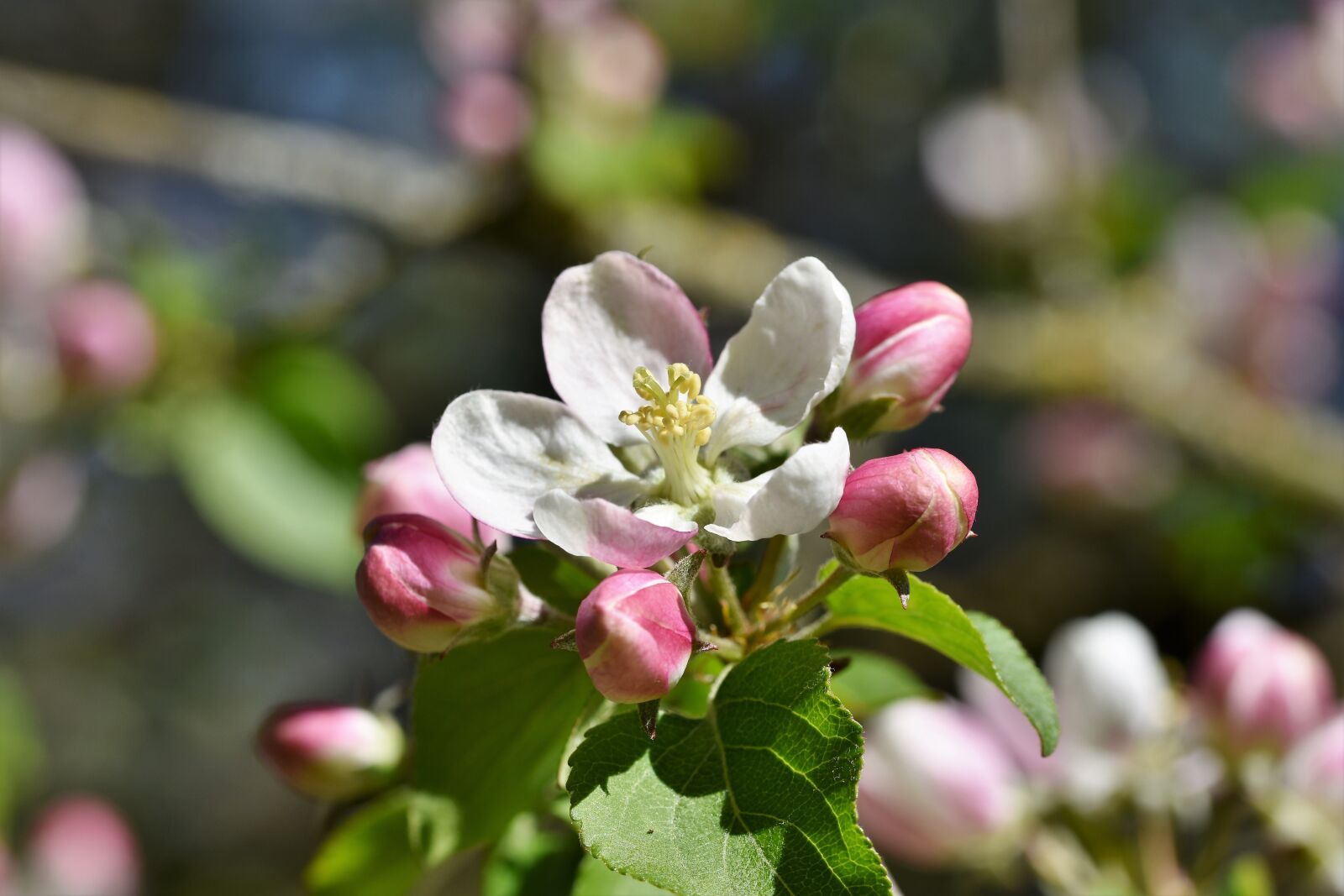 Nikon D7200 sample photo. Apple blossoms, apple tree photography