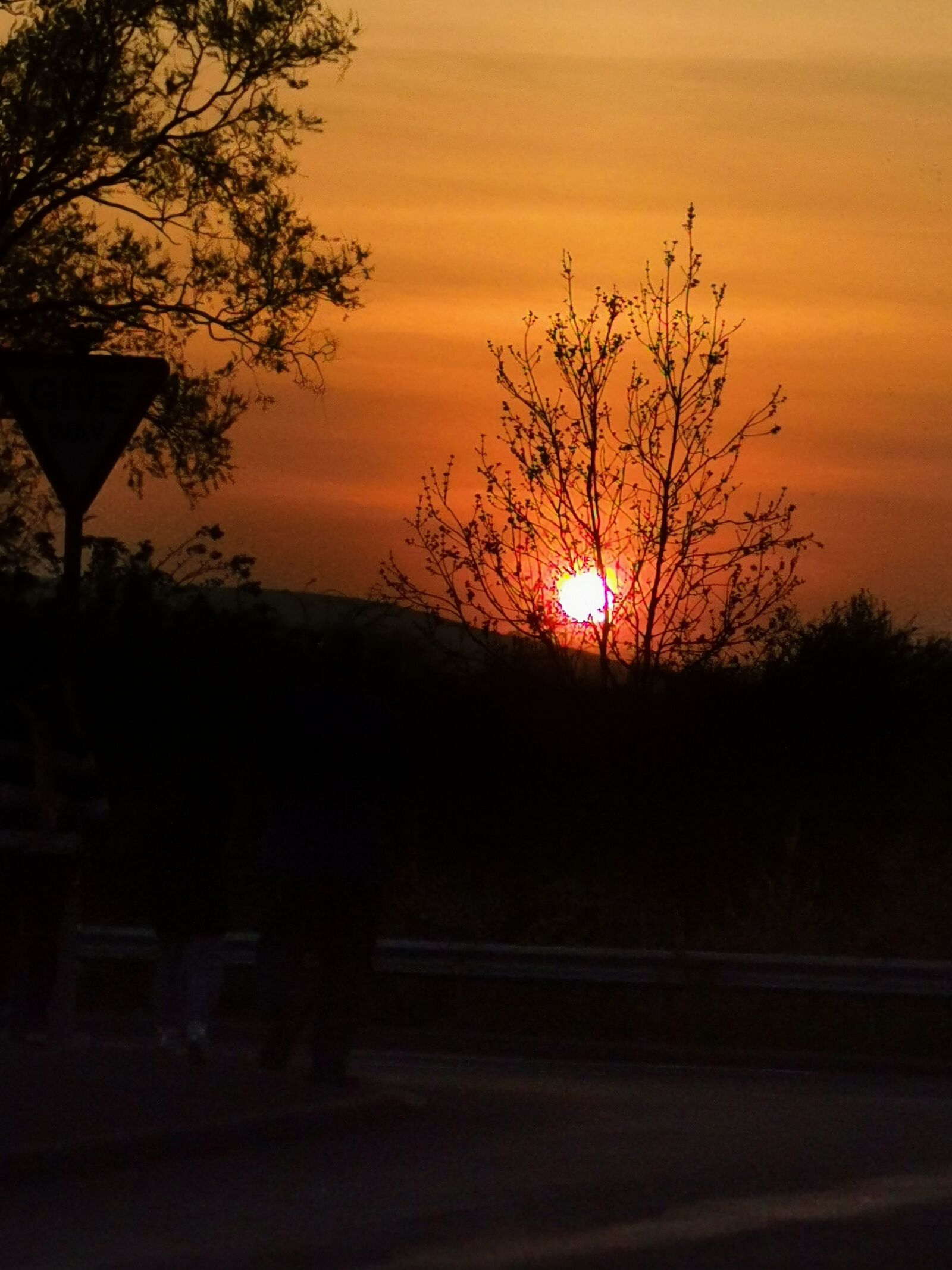 HUAWEI P30 Pro sample photo. Sun, sunset, reeds photography