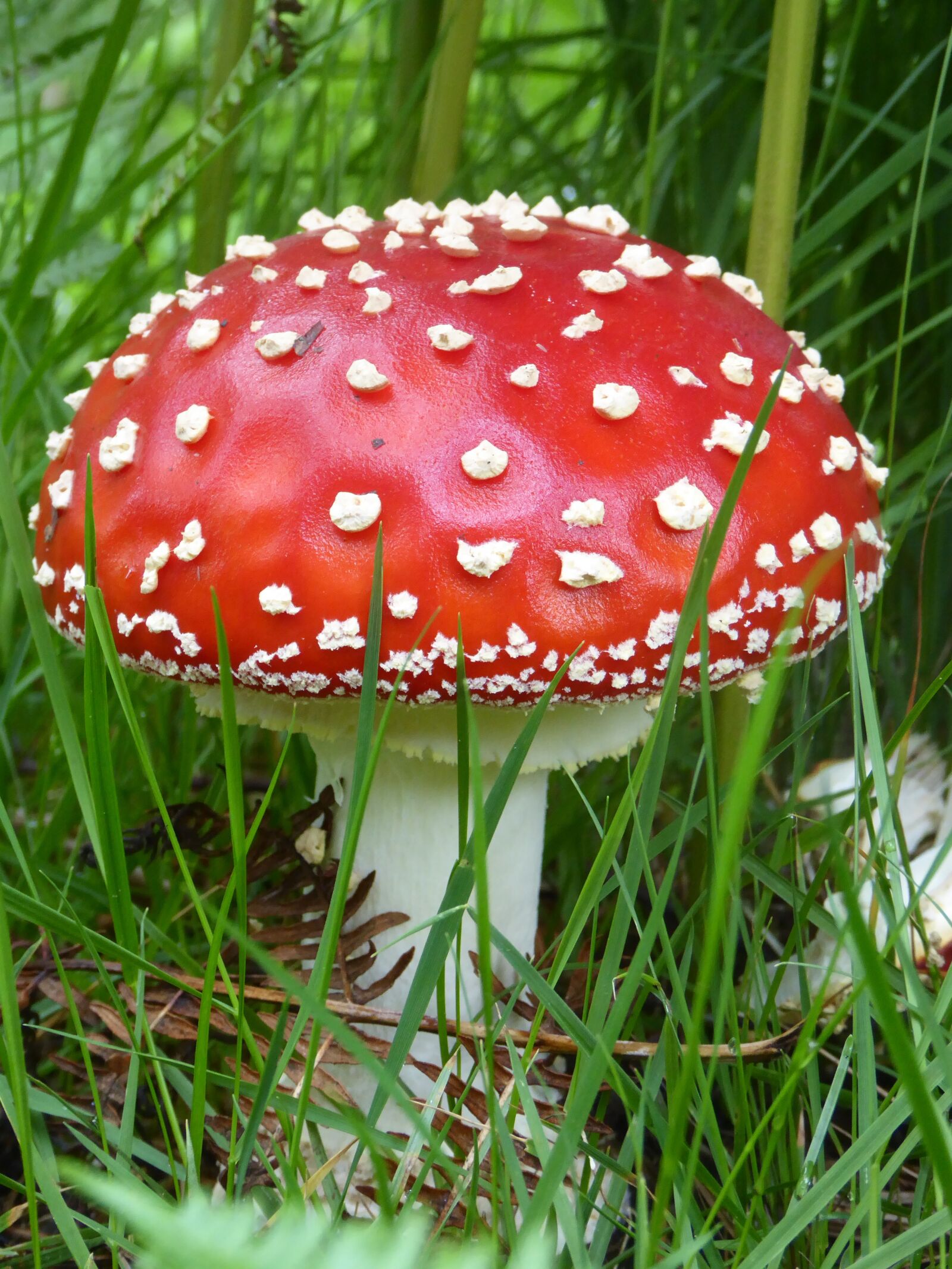 Panasonic Lumix DMC-ZS40 (Lumix DMC-TZ60) sample photo. Mushroom, fungi, red photography