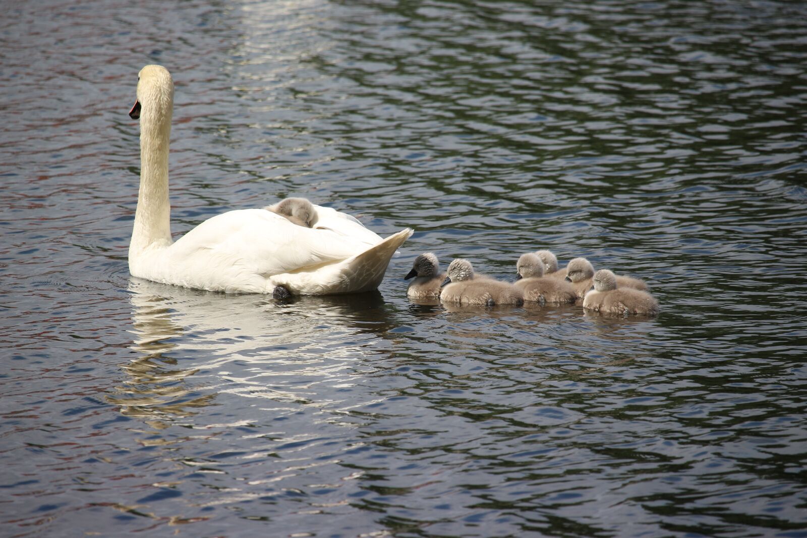 Canon EOS 700D (EOS Rebel T5i / EOS Kiss X7i) sample photo. Swan, swans, water bird photography