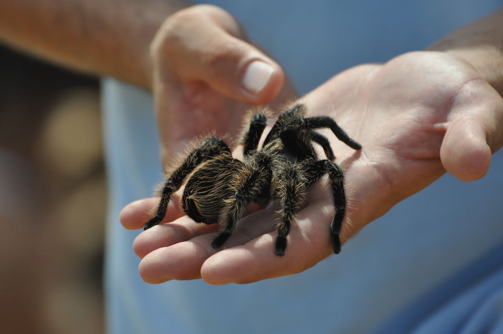 Nikon D90 sample photo. Spider, brave, summer photography