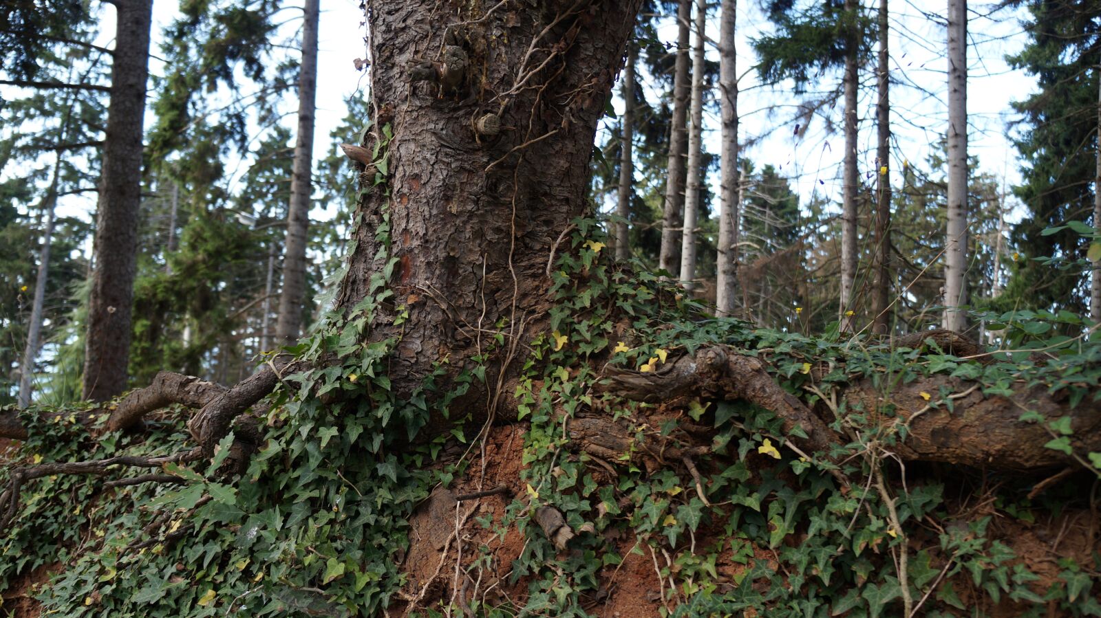 Sony Alpha a3000 sample photo. Tree, root, forest photography