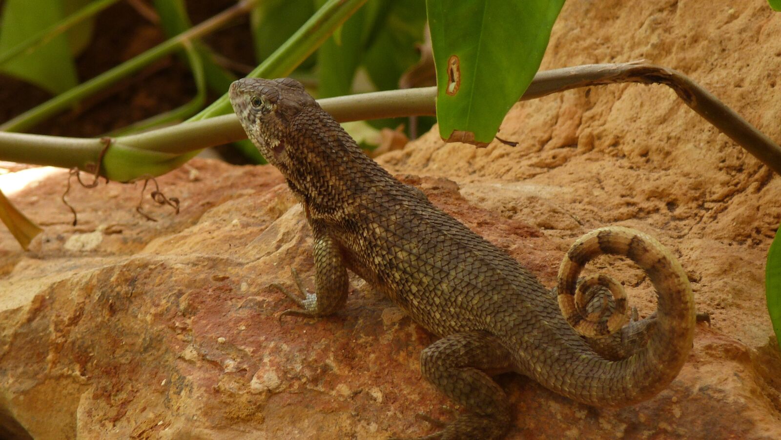 Panasonic Lumix DMC-FZ40 (Lumix DMC-FZ45) sample photo. Roll tail iguana, animal photography