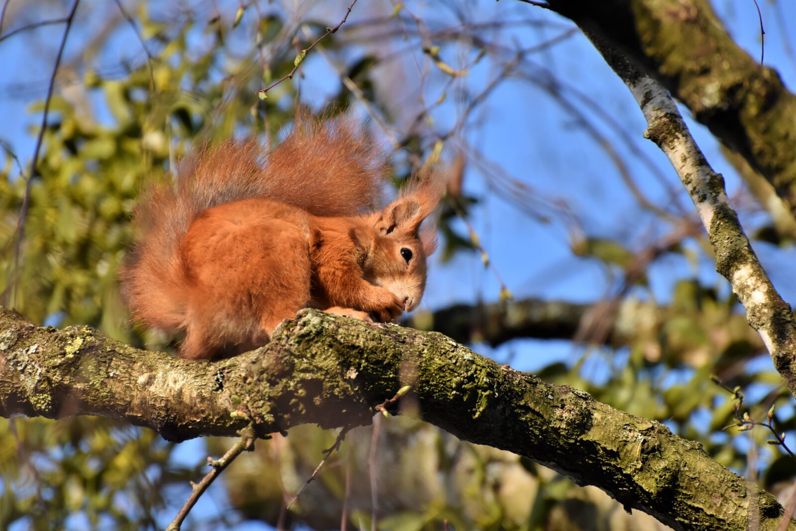 Nikon D7200 sample photo. Squirrel, verifiable kitten, rodent photography