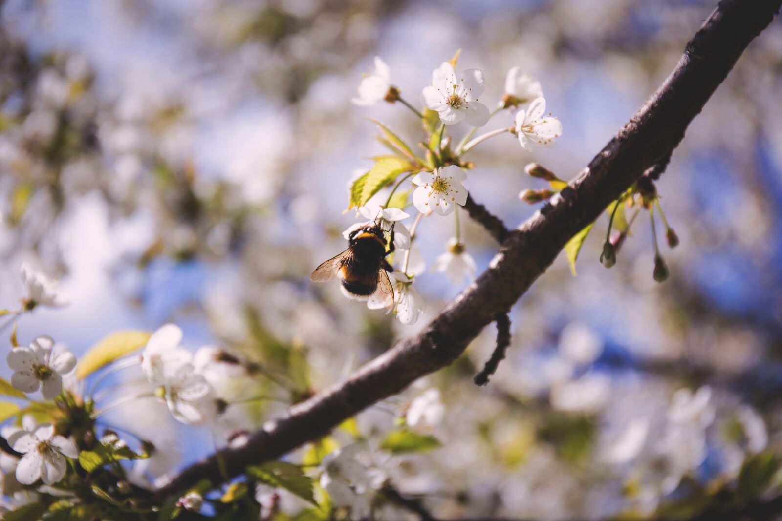 Canon EF 24-70mm F4L IS USM sample photo. Bee, blossoms, insect photography