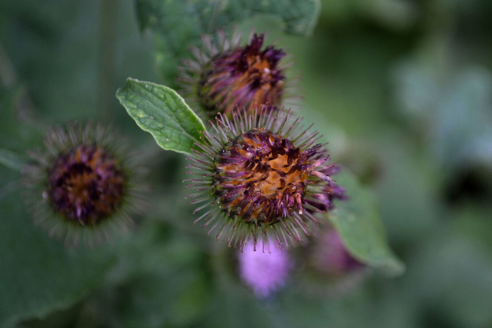 Nikon D3100 sample photo. Flower, nature, flowers photography