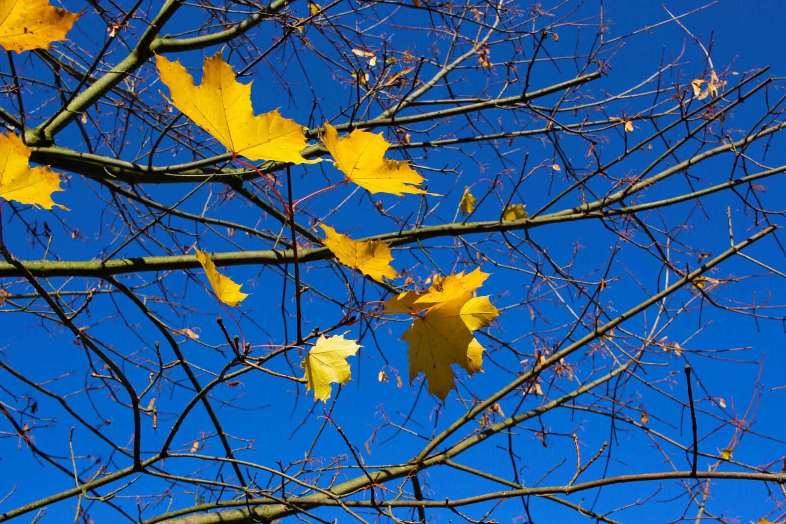 Canon EF-S 24mm F2.8 STM sample photo. Autumn, kahl, leaves photography