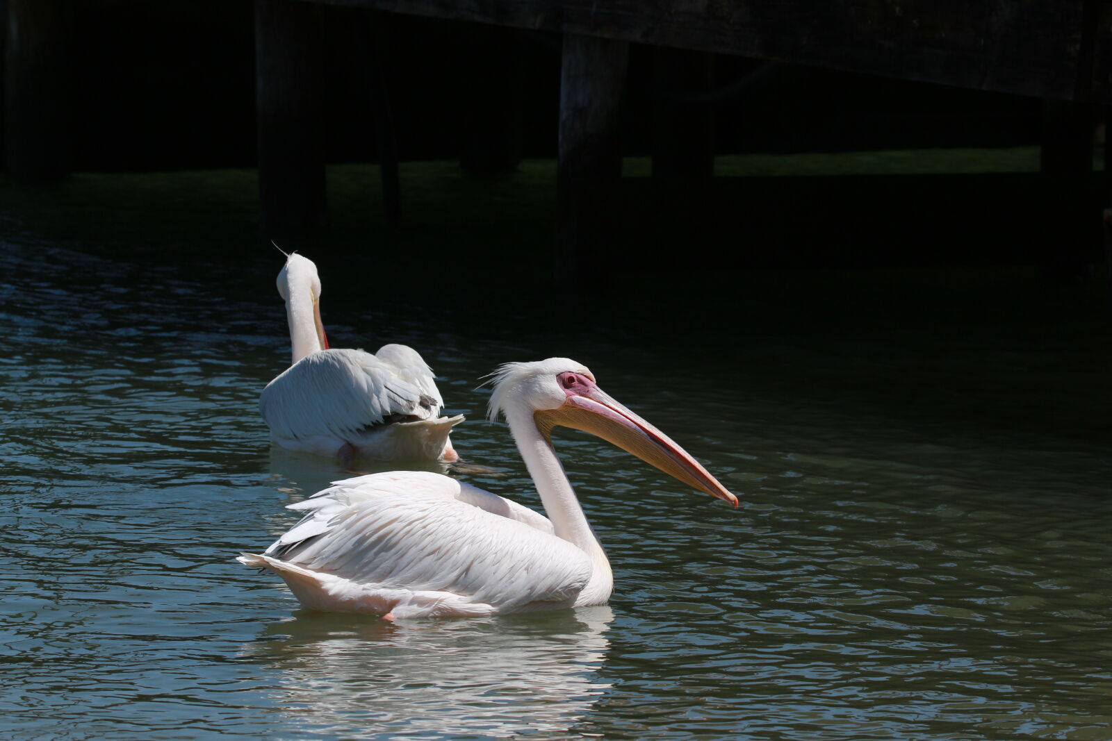Sigma 150-600mm F5-6.3 DG OS HSM | S sample photo. Pelican, pelicans photography