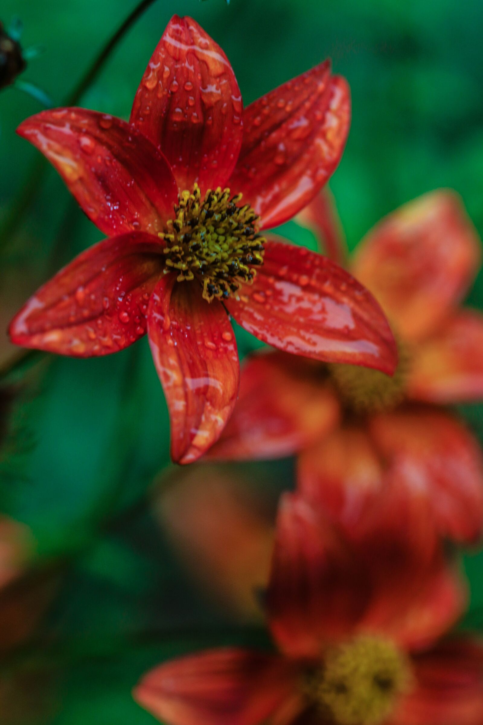 Canon EOS 7D Mark II sample photo. Flower, garden flower, blossom photography