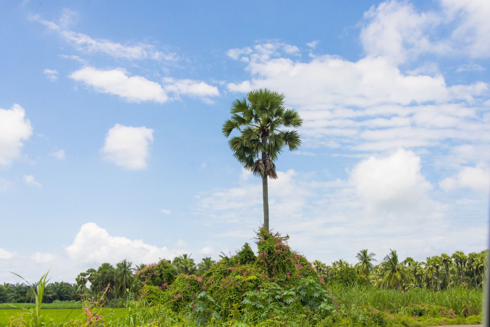 Nikon D800 sample photo. Palm tree, natue, sky photography
