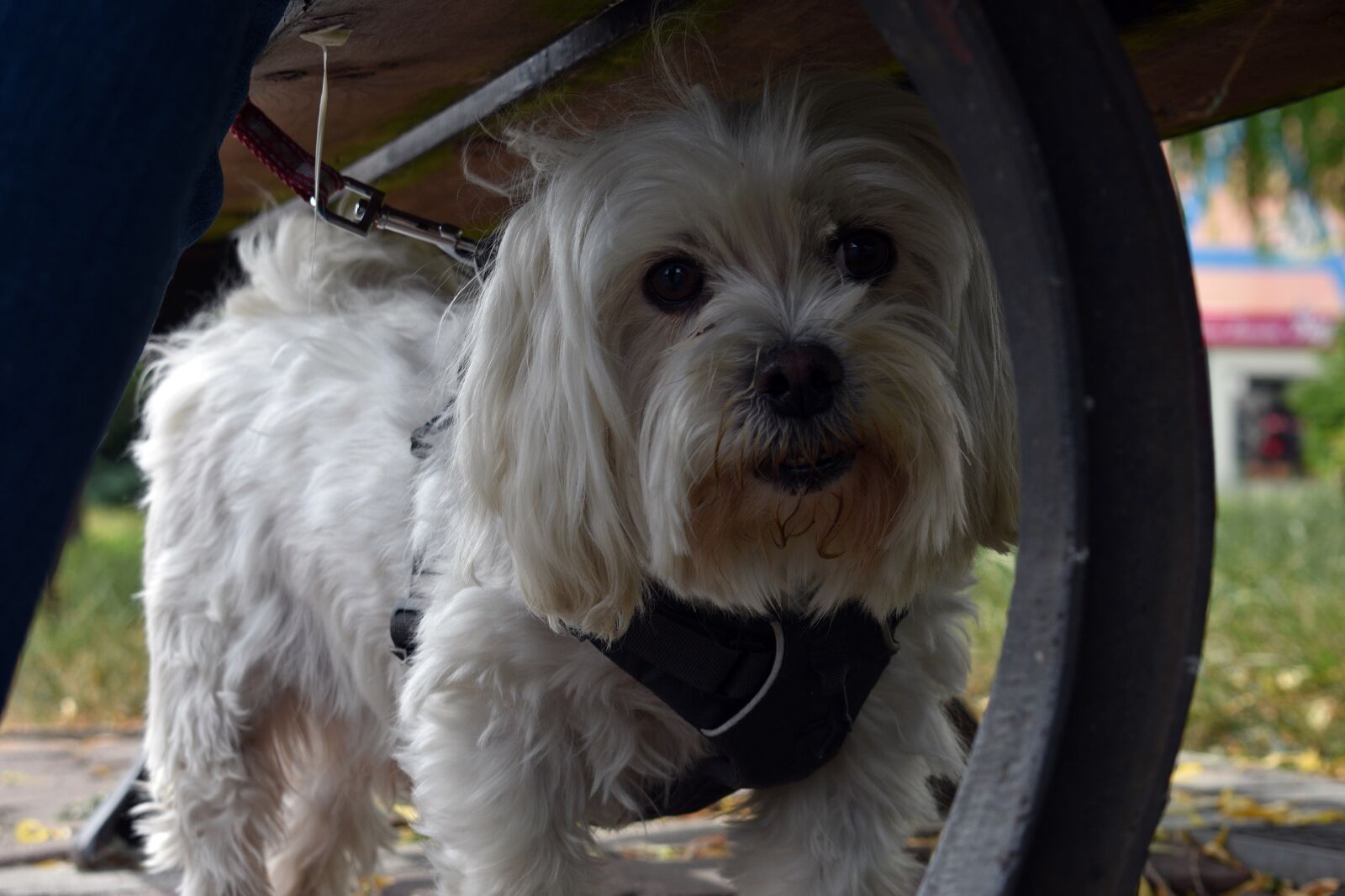 Nikon D3400 sample photo. Dog, doggy, spacer photography